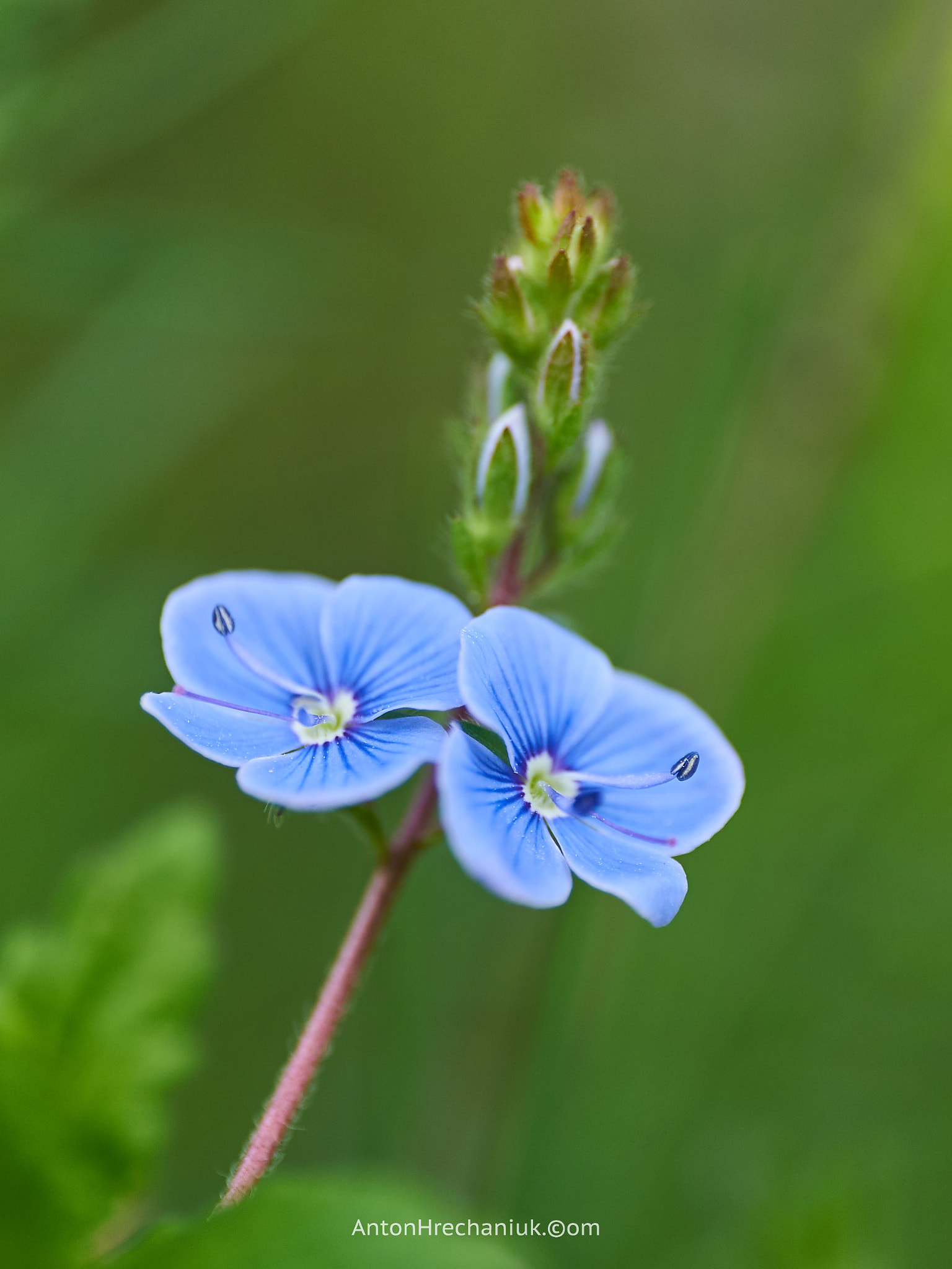 E 50mm F2.8 sample photo. Twins photography