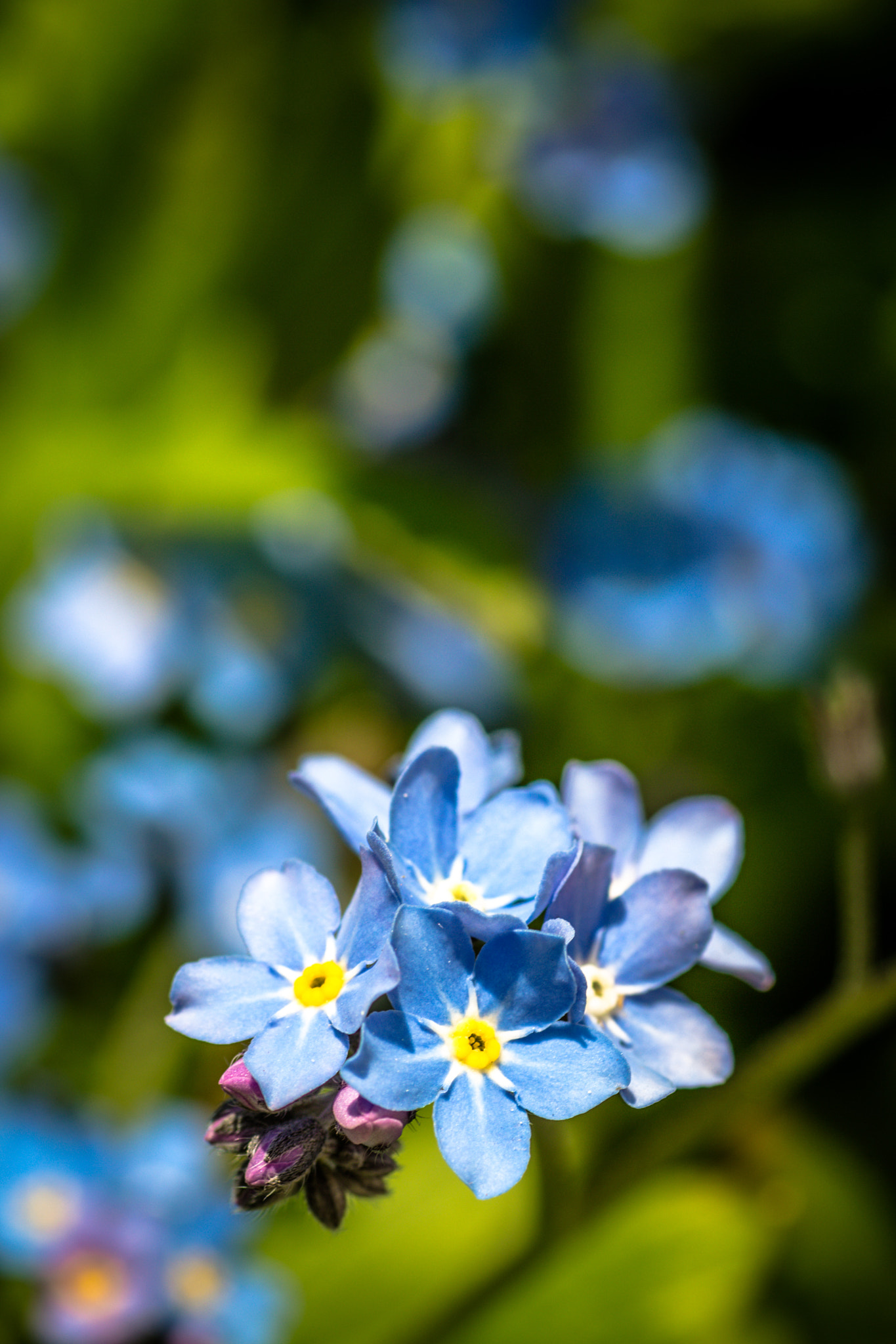 Canon EOS 650D (EOS Rebel T4i / EOS Kiss X6i) + Tamron SP AF 90mm F2.8 Di Macro sample photo. Myosotis photography