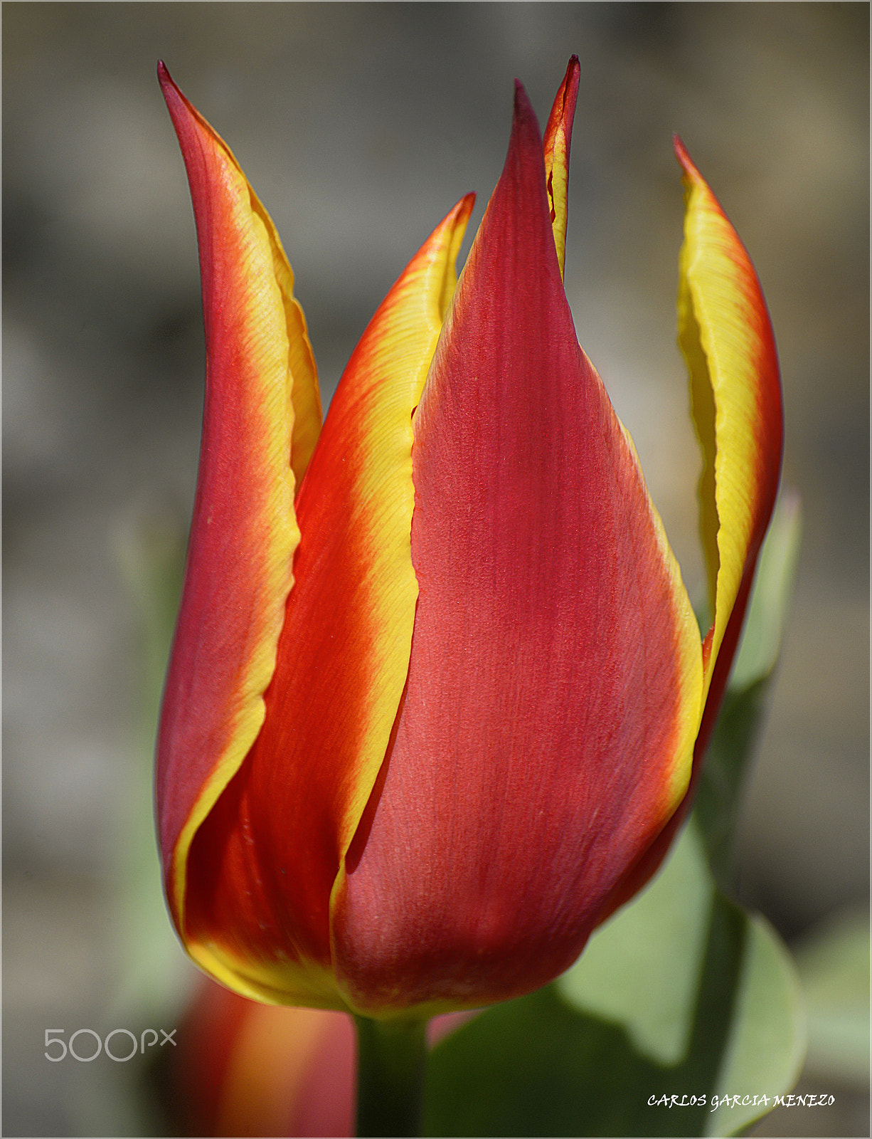 Nikon D610 + Sigma 70-300mm F4-5.6 DG Macro sample photo. Flores y colores photography