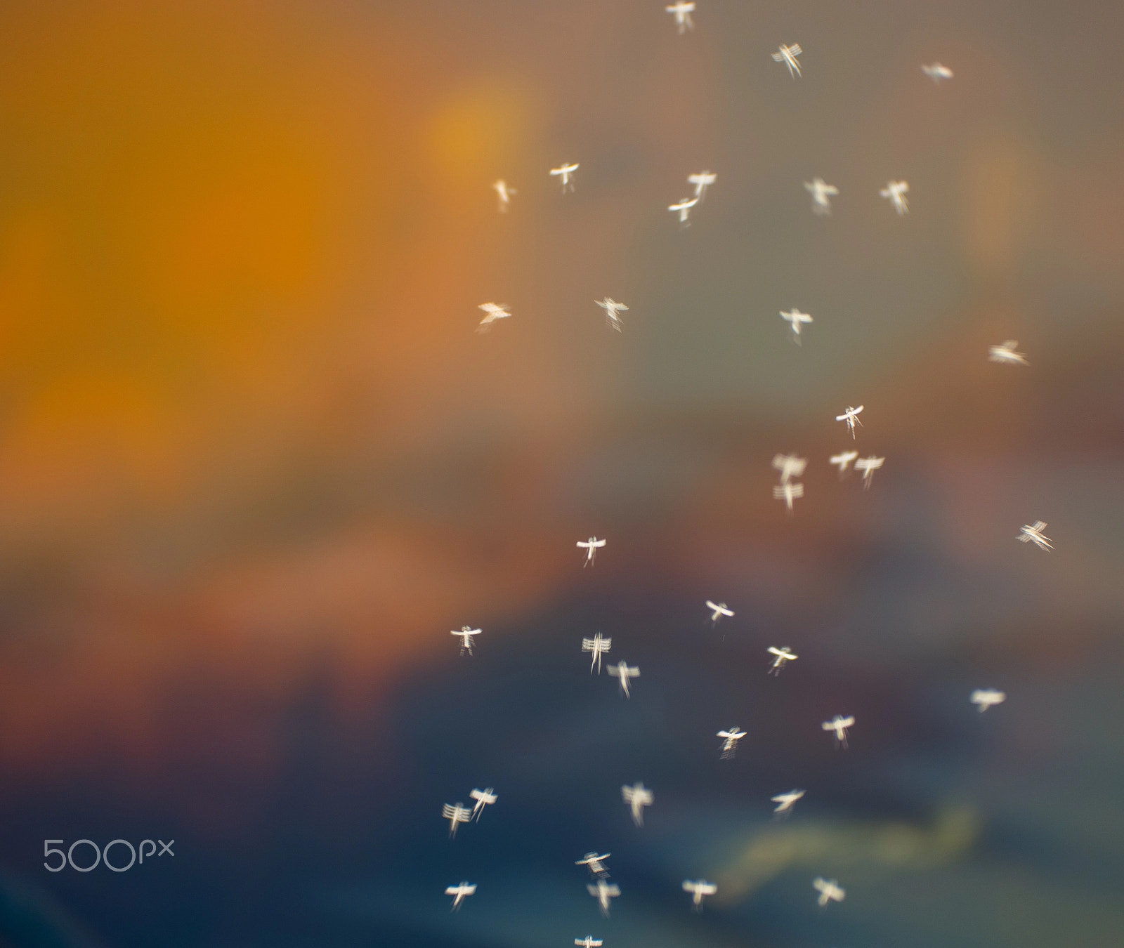 Samsung NX1 + NX 50-150mm F2.8 S sample photo. Dancing in the air photography