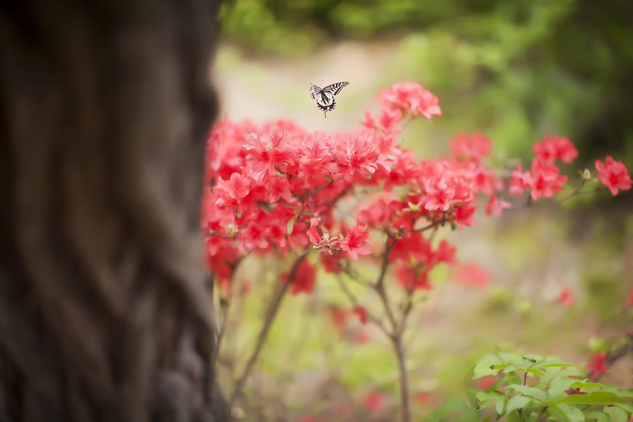 Canon EOS 5D + Canon EF 85mm F1.2 sample photo. Fly away photography