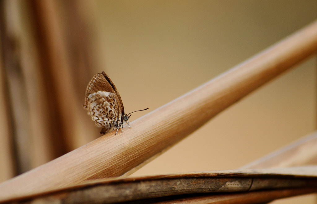 Of the same color!! by Sharath Kumar on 500px.com