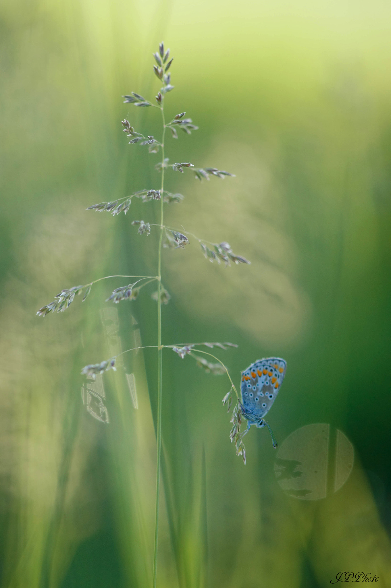 Sony SLT-A57 + 105mm F2.8 sample photo. Pastel photography