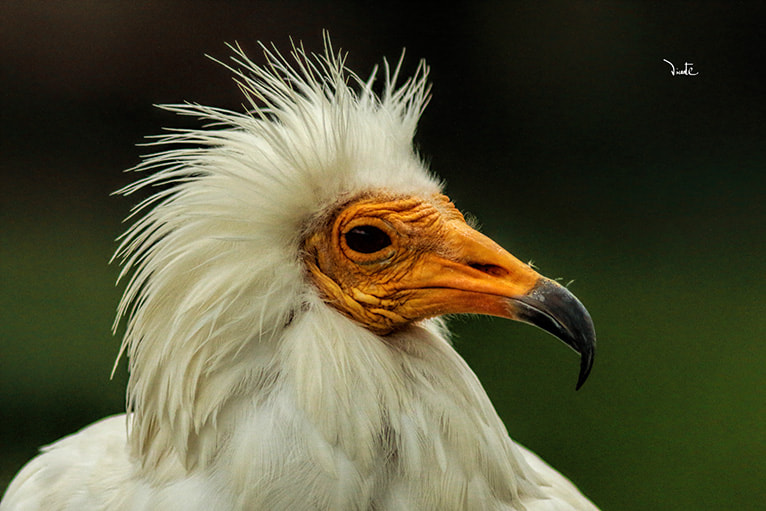 Canon EF 200mm f/2.8L II + 2x sample photo. Alimoche photography