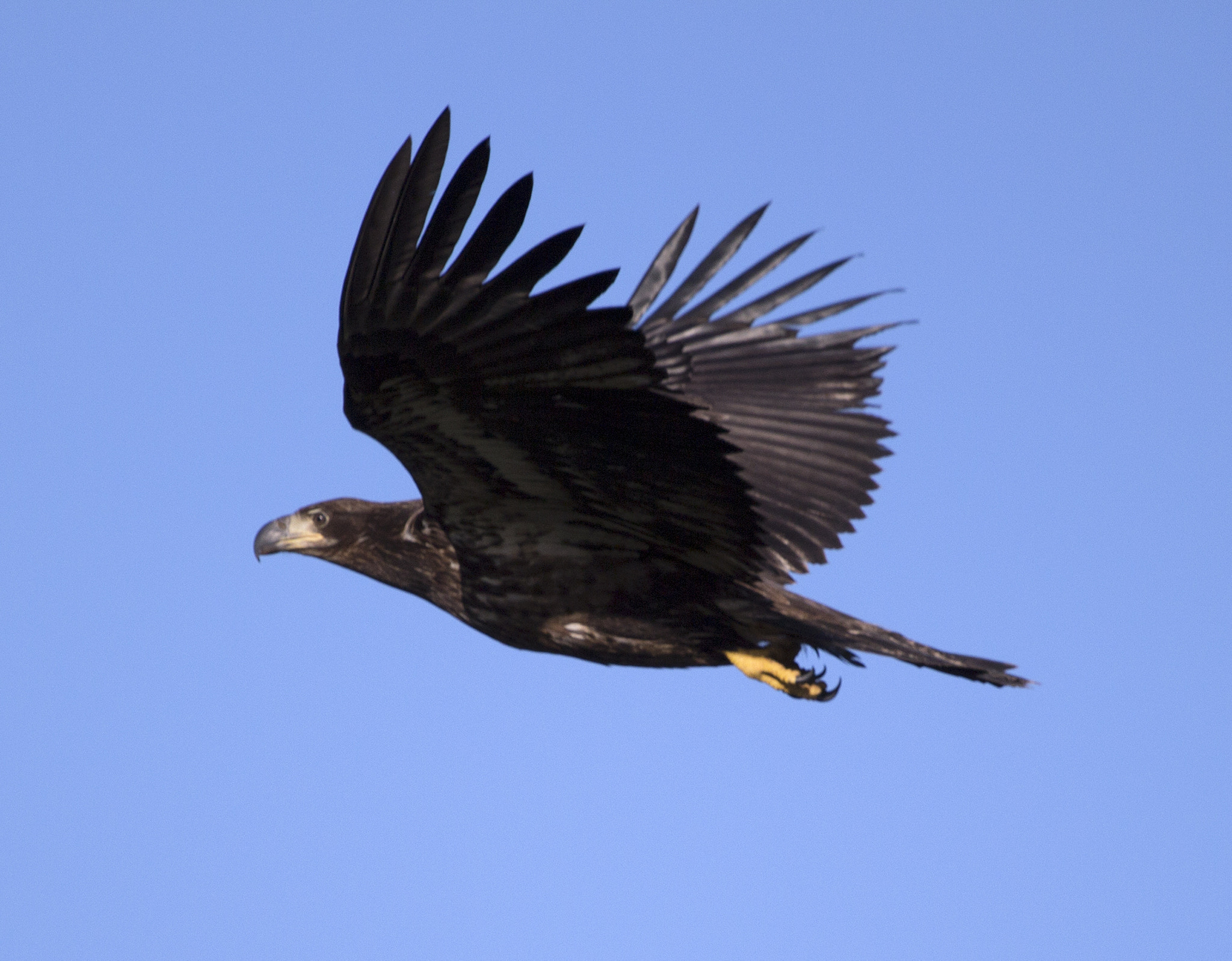 Canon EF 100-400mm F4.5-5.6L IS USM sample photo. Golden eagle photography