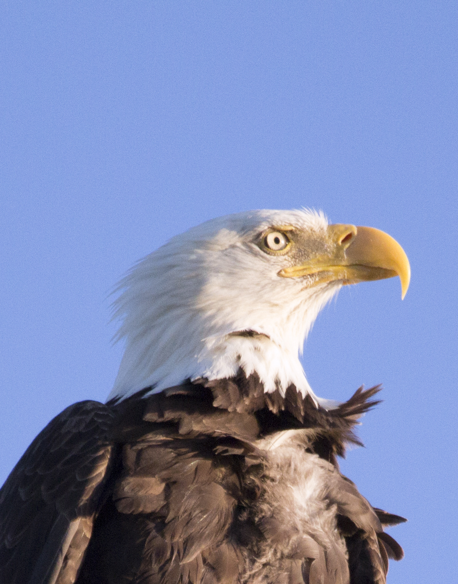 Canon EF 100-400mm F4.5-5.6L IS USM sample photo. Eagle photography