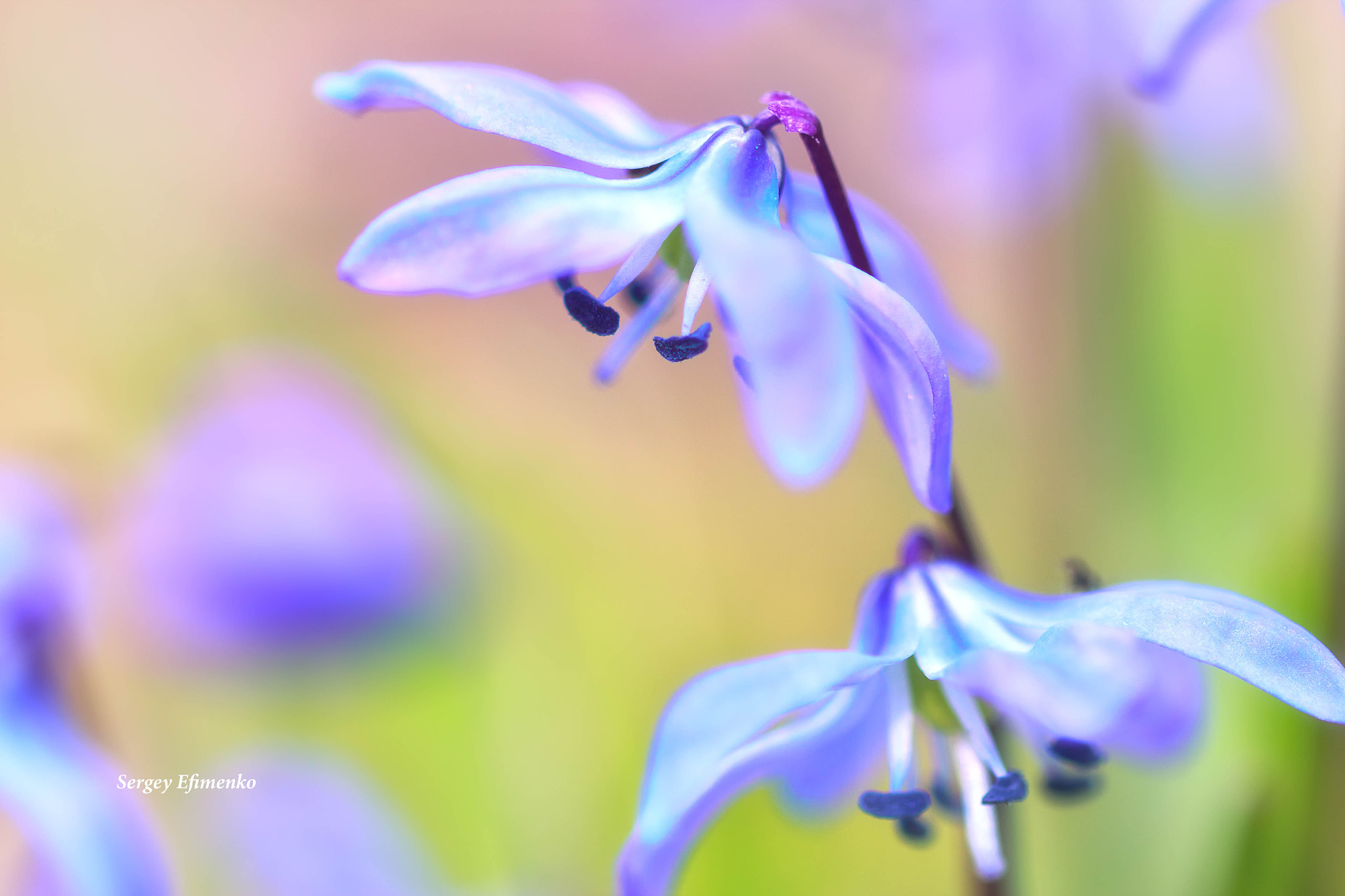 Sigma 105mm F2.8 EX DG OS HSM sample photo. Spring flowers photography