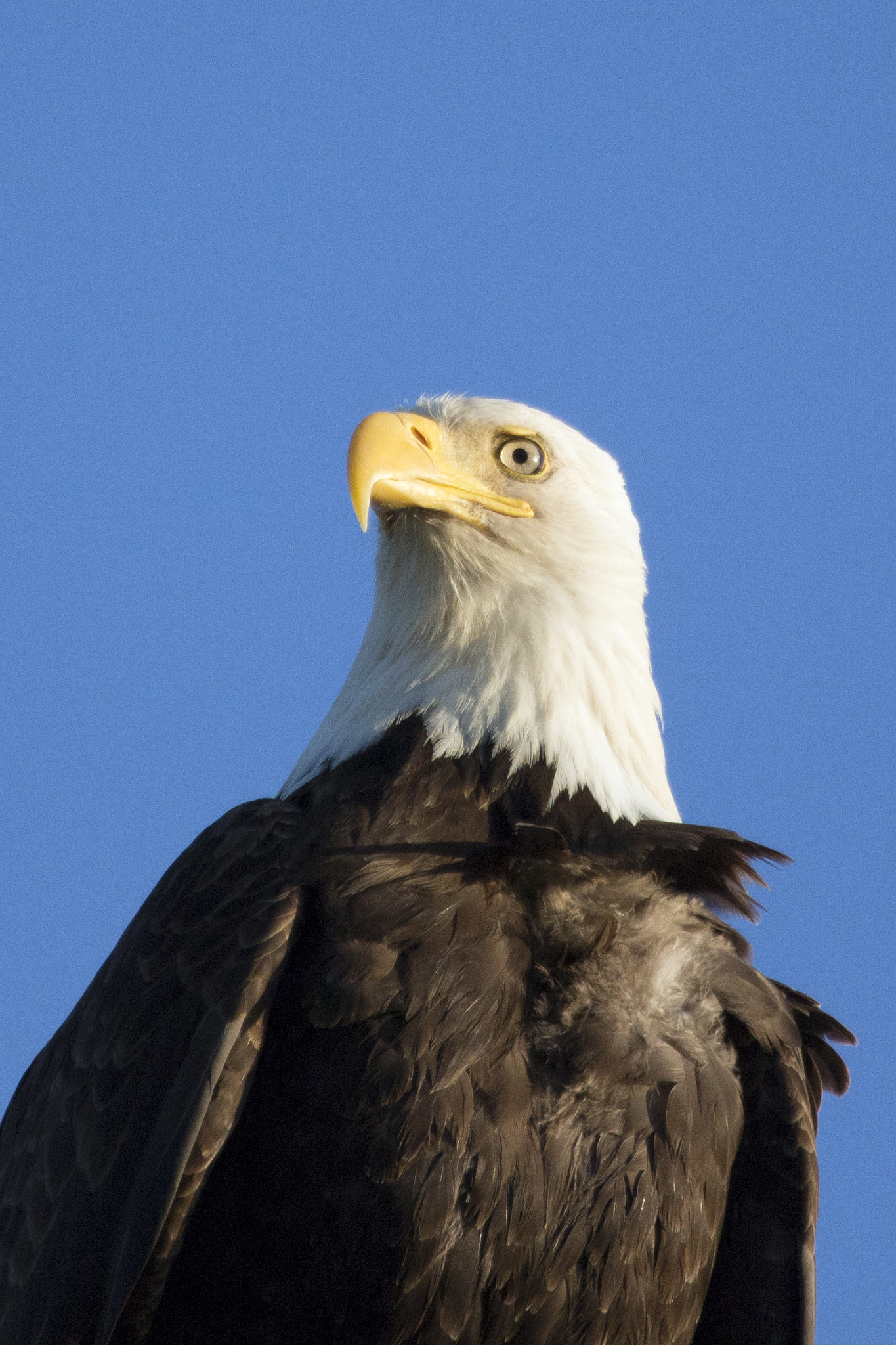 Canon EF 100-400mm F4.5-5.6L IS USM sample photo. Eagle photography