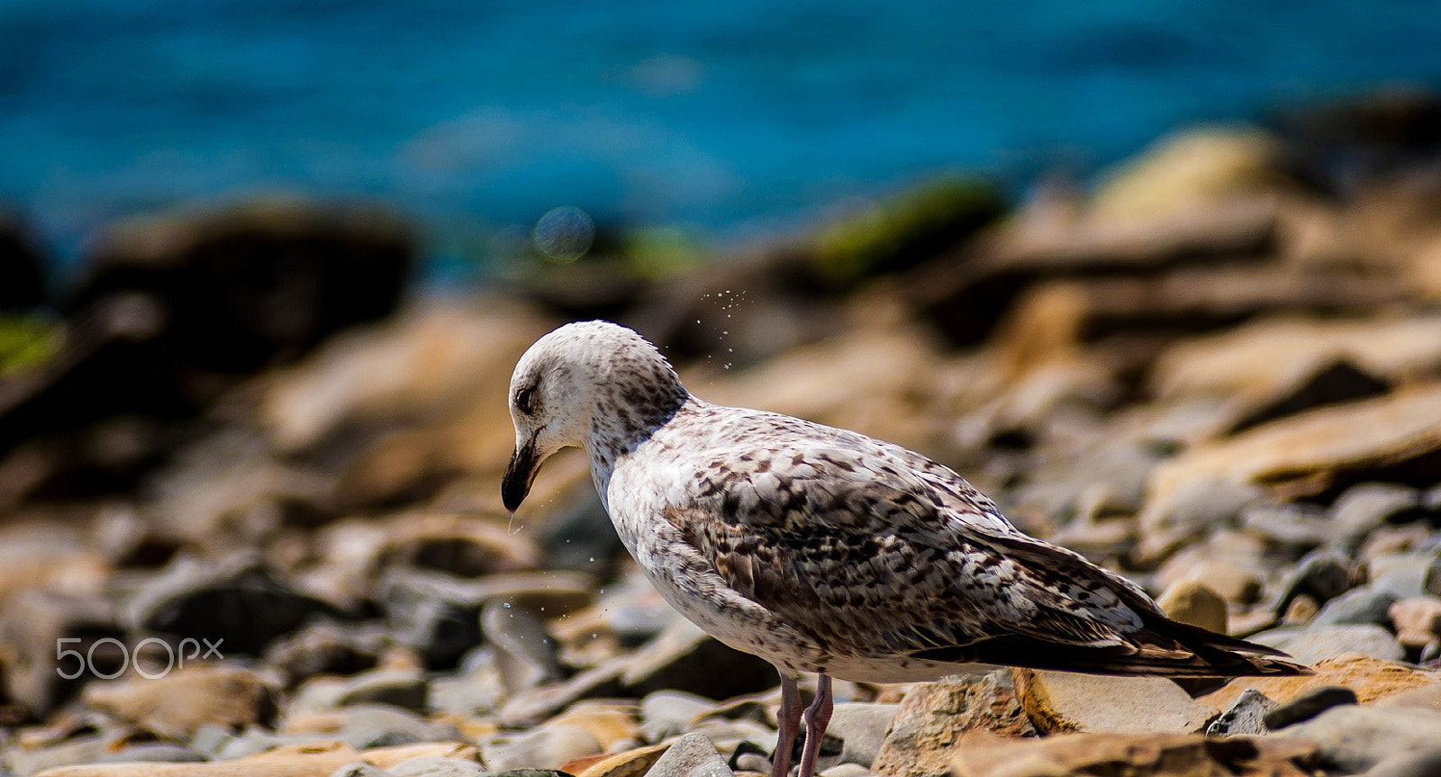 AF Zoom-Nikkor 80-200mm f/2.8 ED sample photo. у моря photography