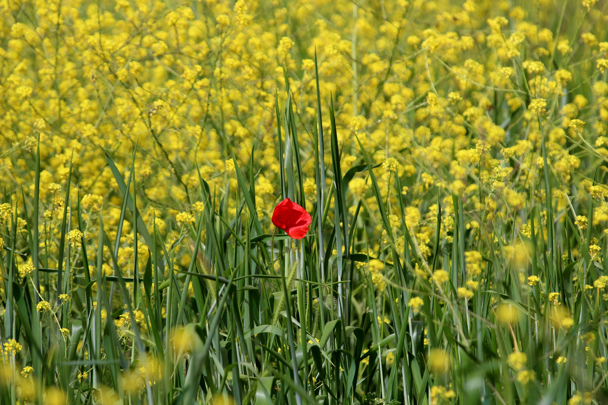 Canon EF 100-400mm F4.5-5.6L IS USM sample photo. Lonely ! photography