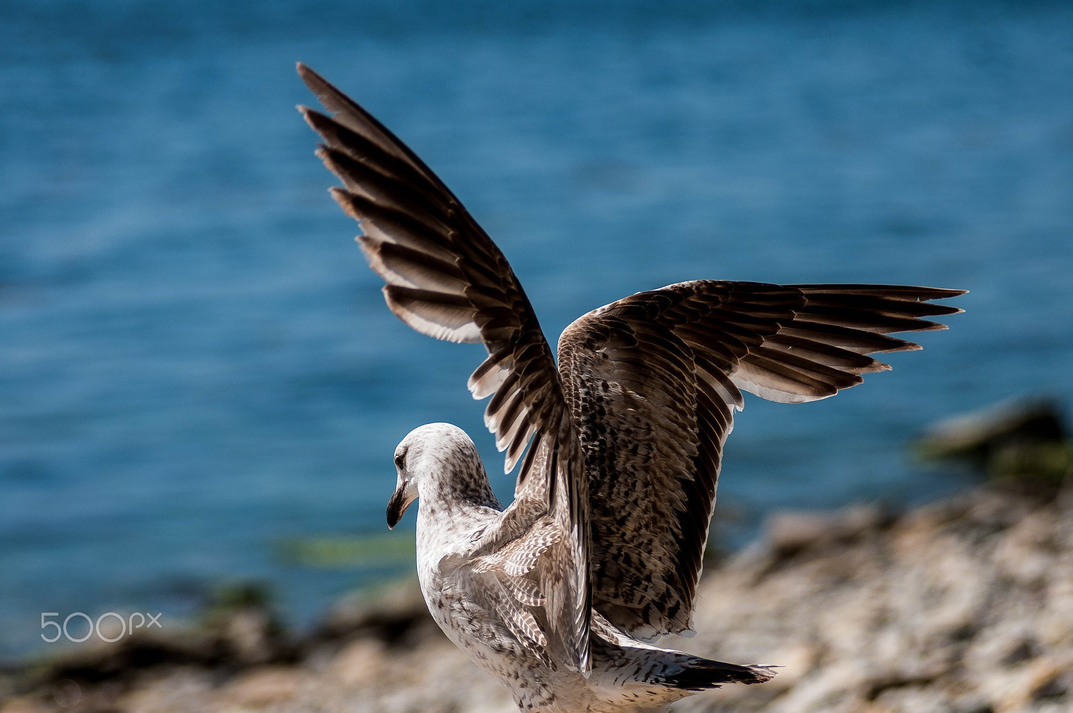 AF Zoom-Nikkor 80-200mm f/2.8 ED sample photo. на море photography
