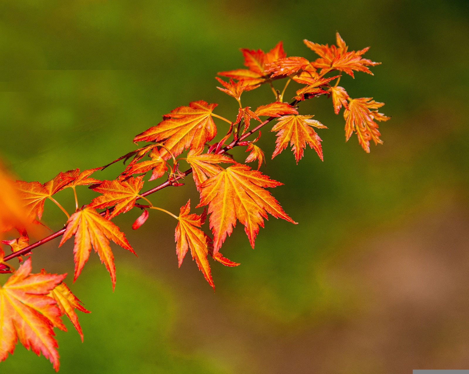 Nikon D3 sample photo. Golden brown photography
