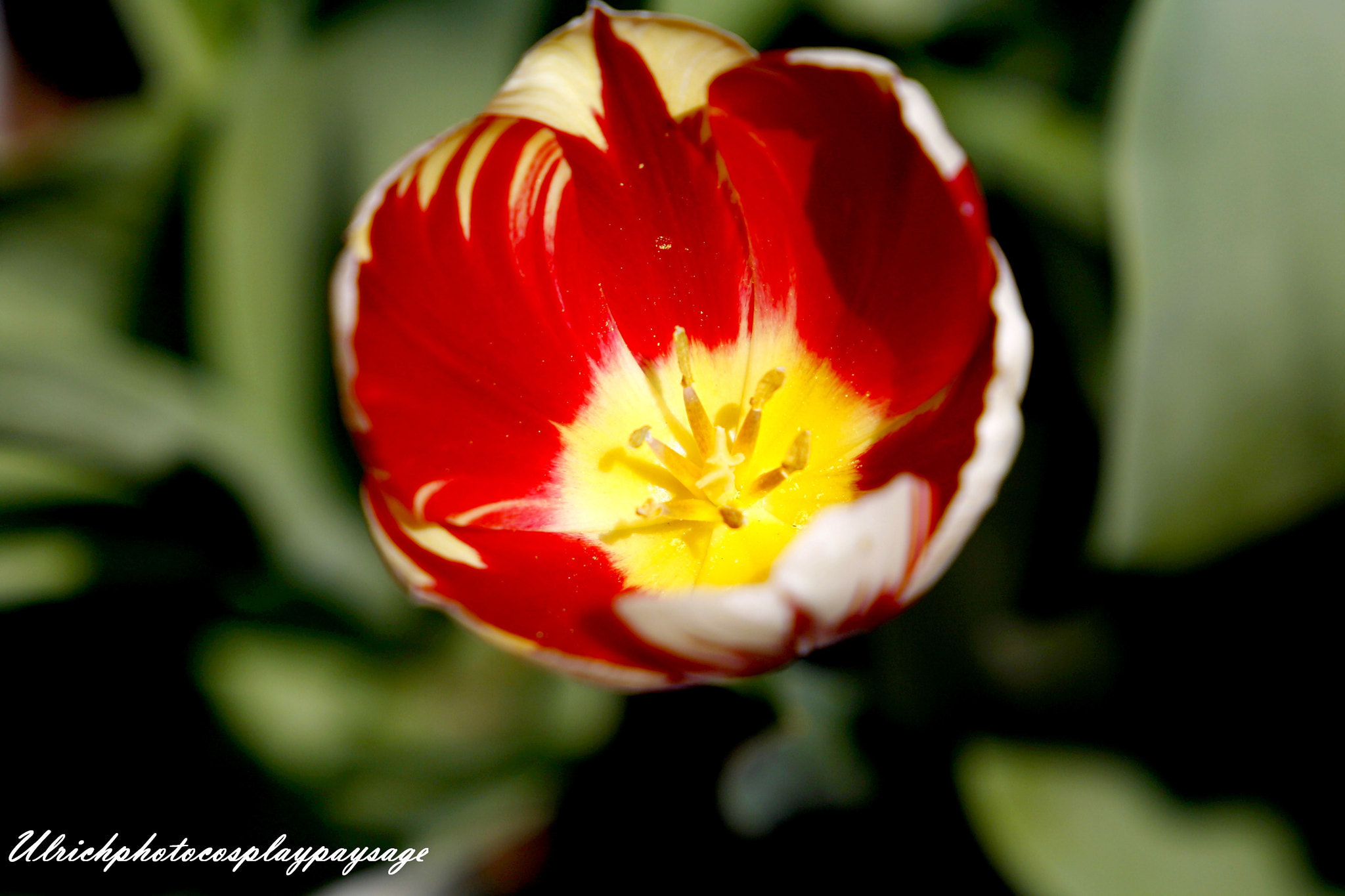 Canon EF 24-105mm F3.5-5.6 IS STM sample photo. Petite fleur photography