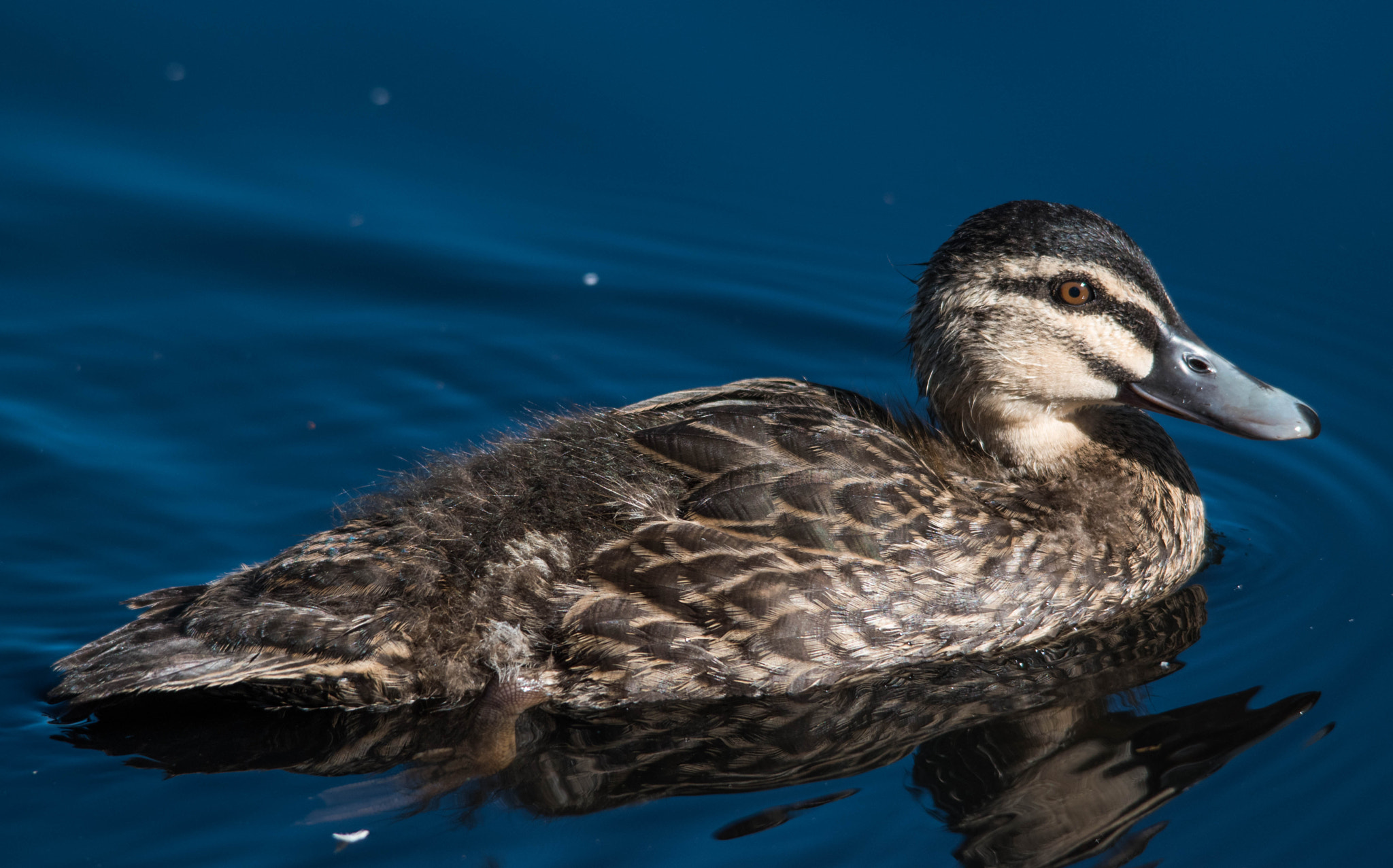 Nikon D5500 + Sigma 150-500mm F5-6.3 DG OS HSM sample photo. Pretty young duck photography
