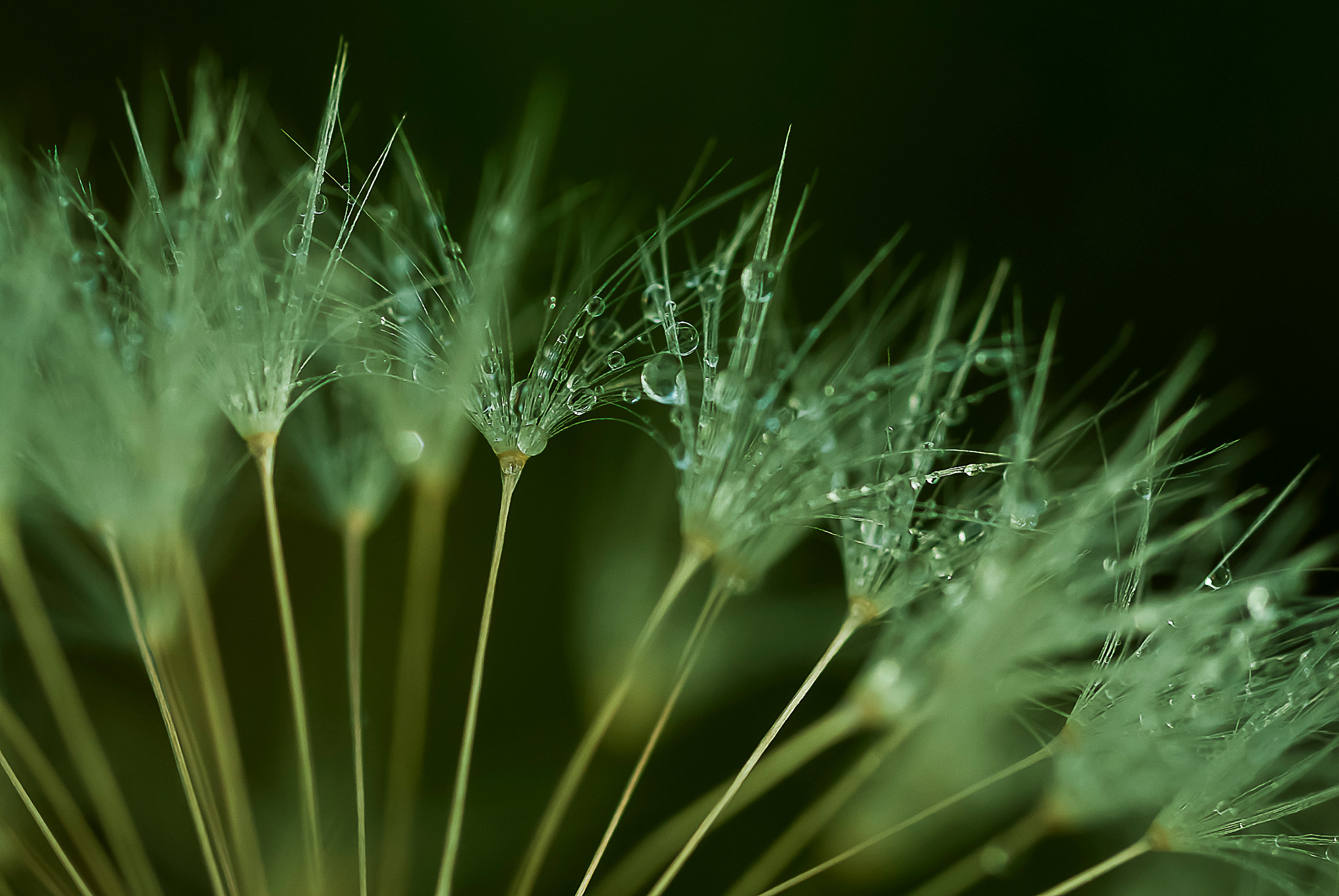 Nikon D60 + Nikon AF Micro-Nikkor 60mm F2.8D sample photo. Diamants sur un écrin de plumes photography