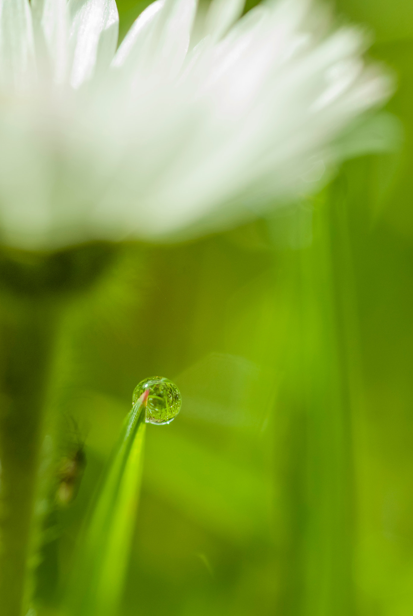 Nikon D60 + Nikon AF Micro-Nikkor 60mm F2.8D sample photo. Paquerette et perle d'eau photography