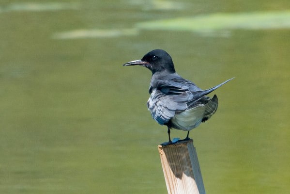 Nikon D800 + Sigma 500mm F4.5 EX DG HSM sample photo. Black tern photography