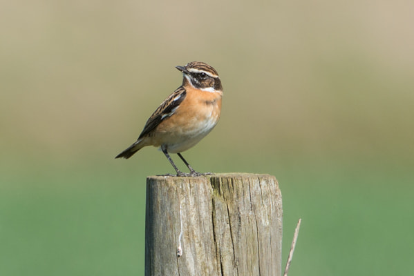 Nikon D800 + Sigma 500mm F4.5 EX DG HSM sample photo. Whinchat photography