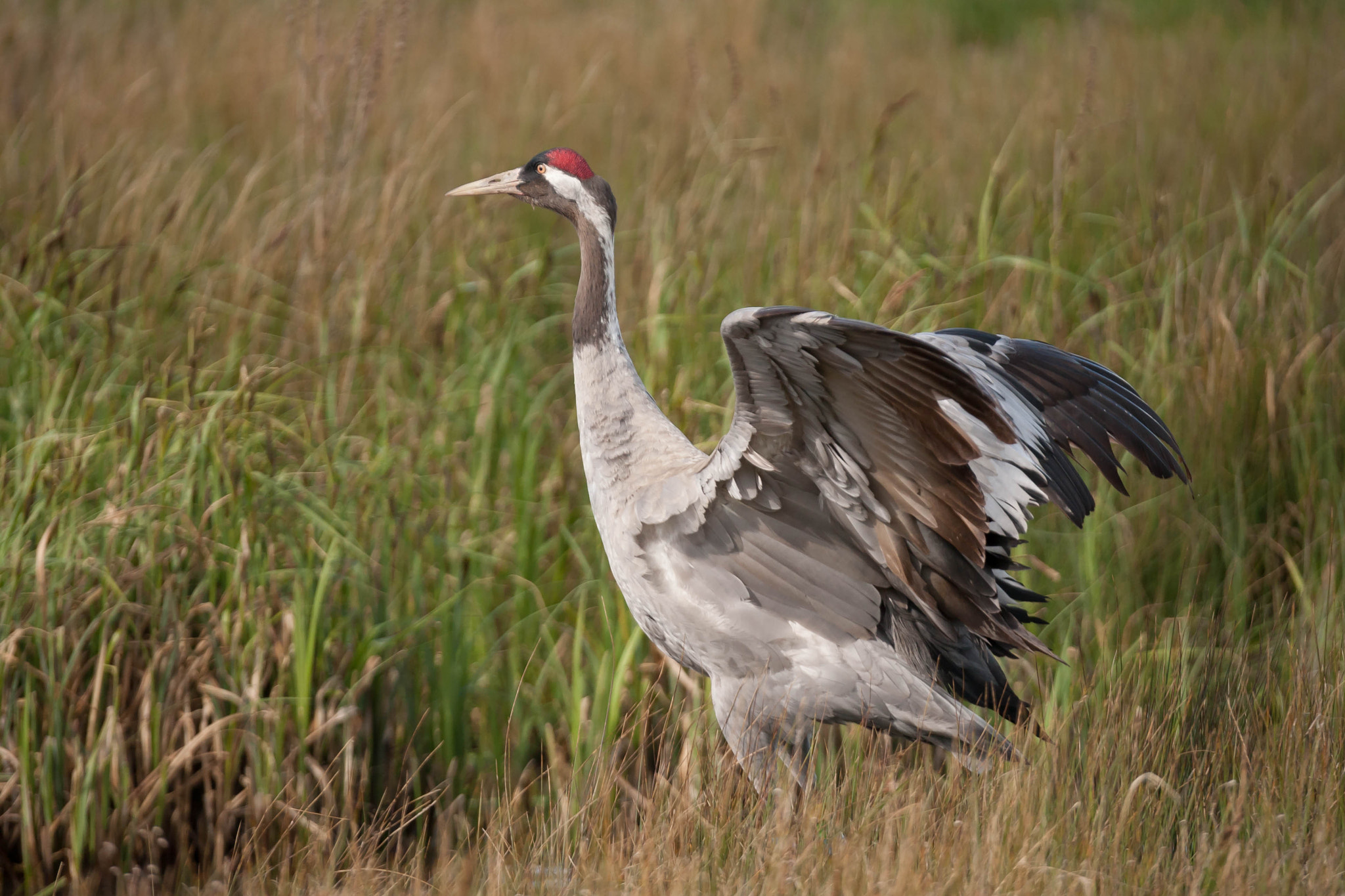 Sigma 150-600mm F5-6.3 DG OS HSM | C sample photo. Crane take off photography