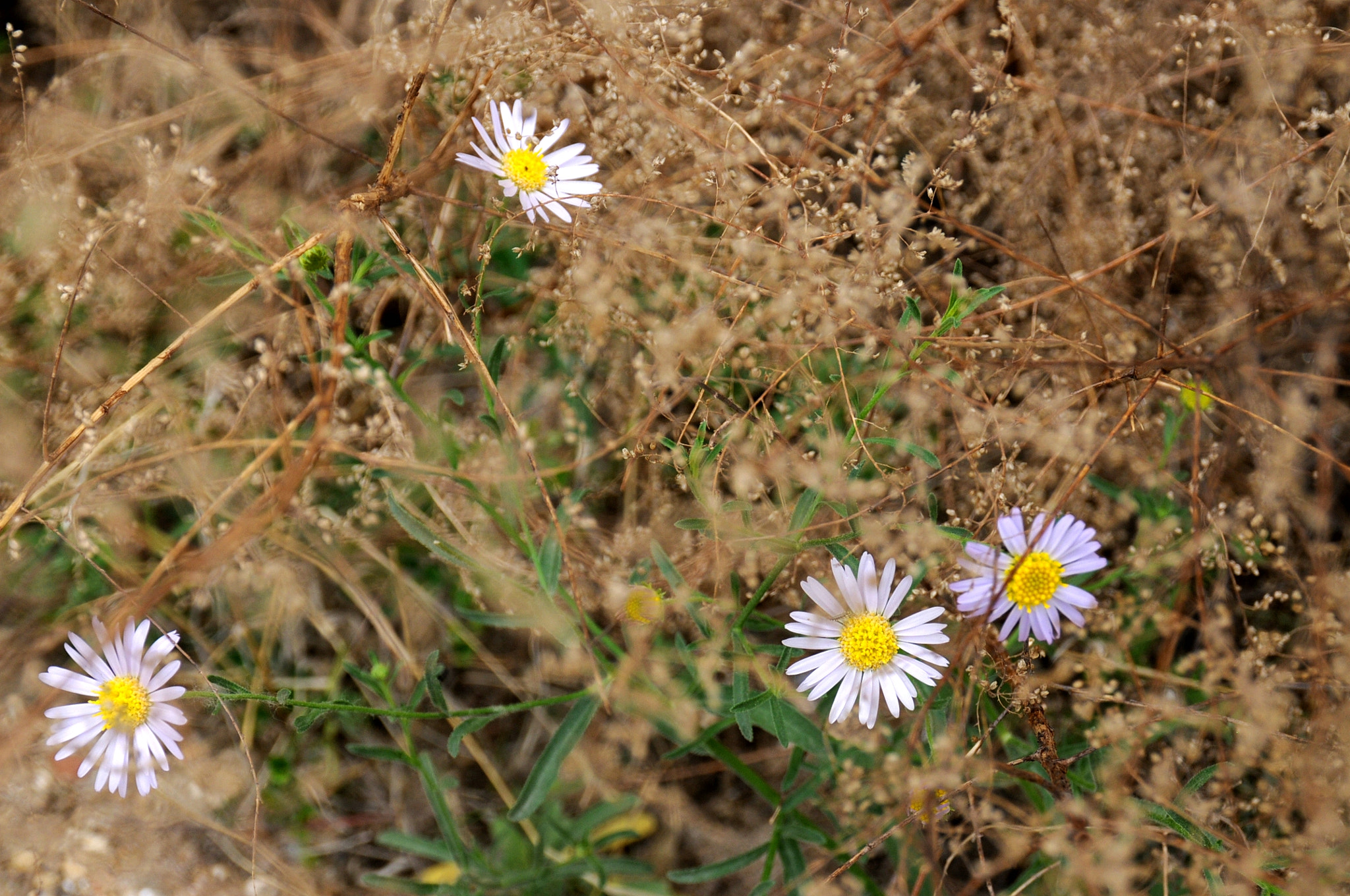 Nikon D300S sample photo. 花 photography