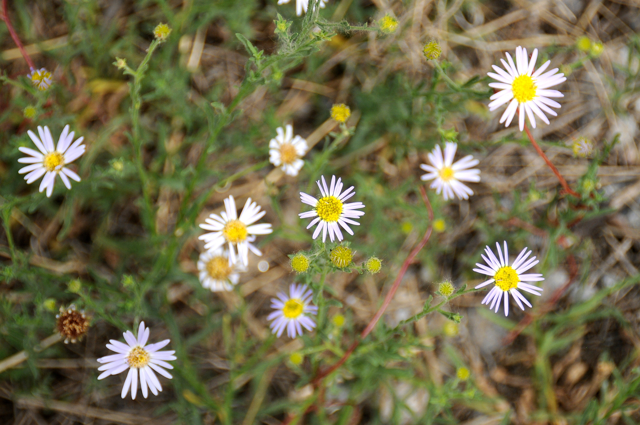 Nikon D300S sample photo. 花 photography