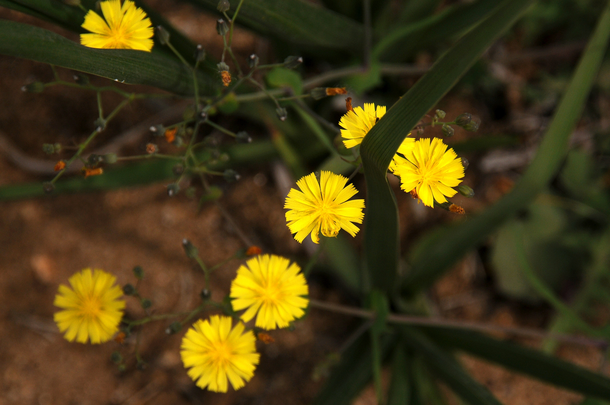 Nikon D300S sample photo. 黄花 photography