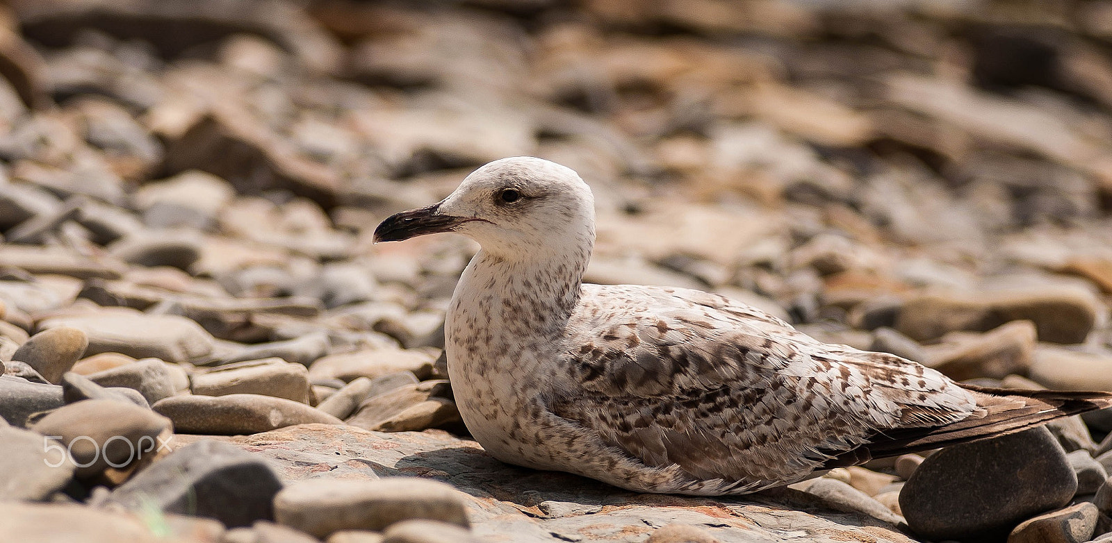 AF Zoom-Nikkor 80-200mm f/2.8 ED sample photo. ***** photography