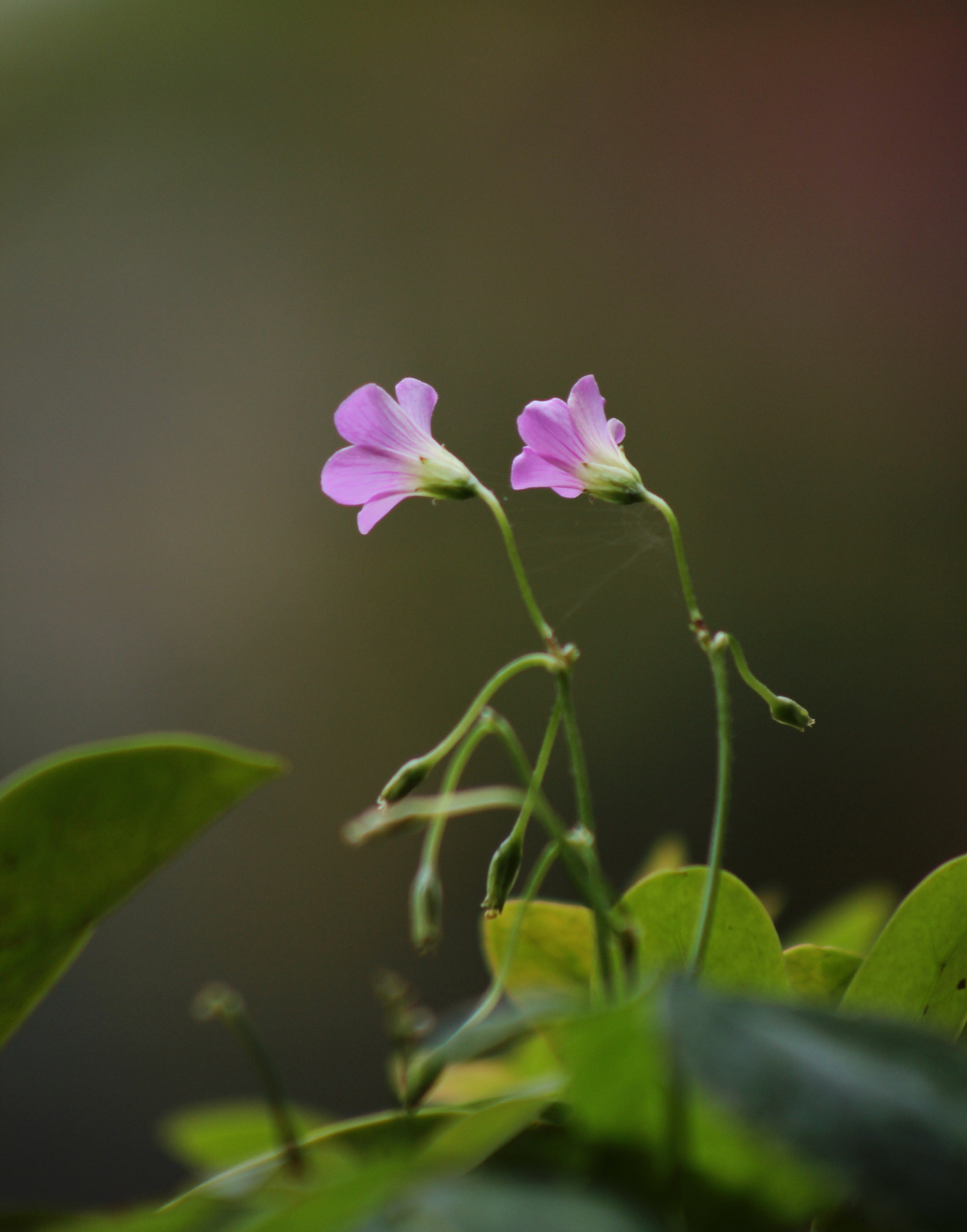 Canon EF75-300mm f/4-5.6 sample photo. 花舞 photography