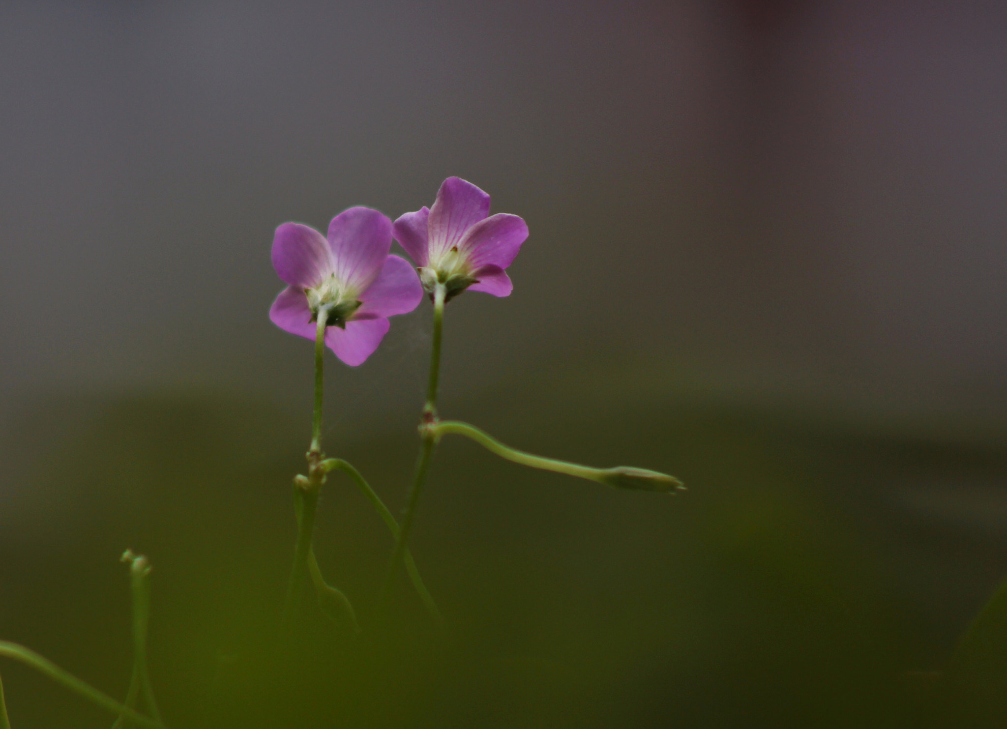 Canon EF75-300mm f/4-5.6 sample photo. 花舞 photography