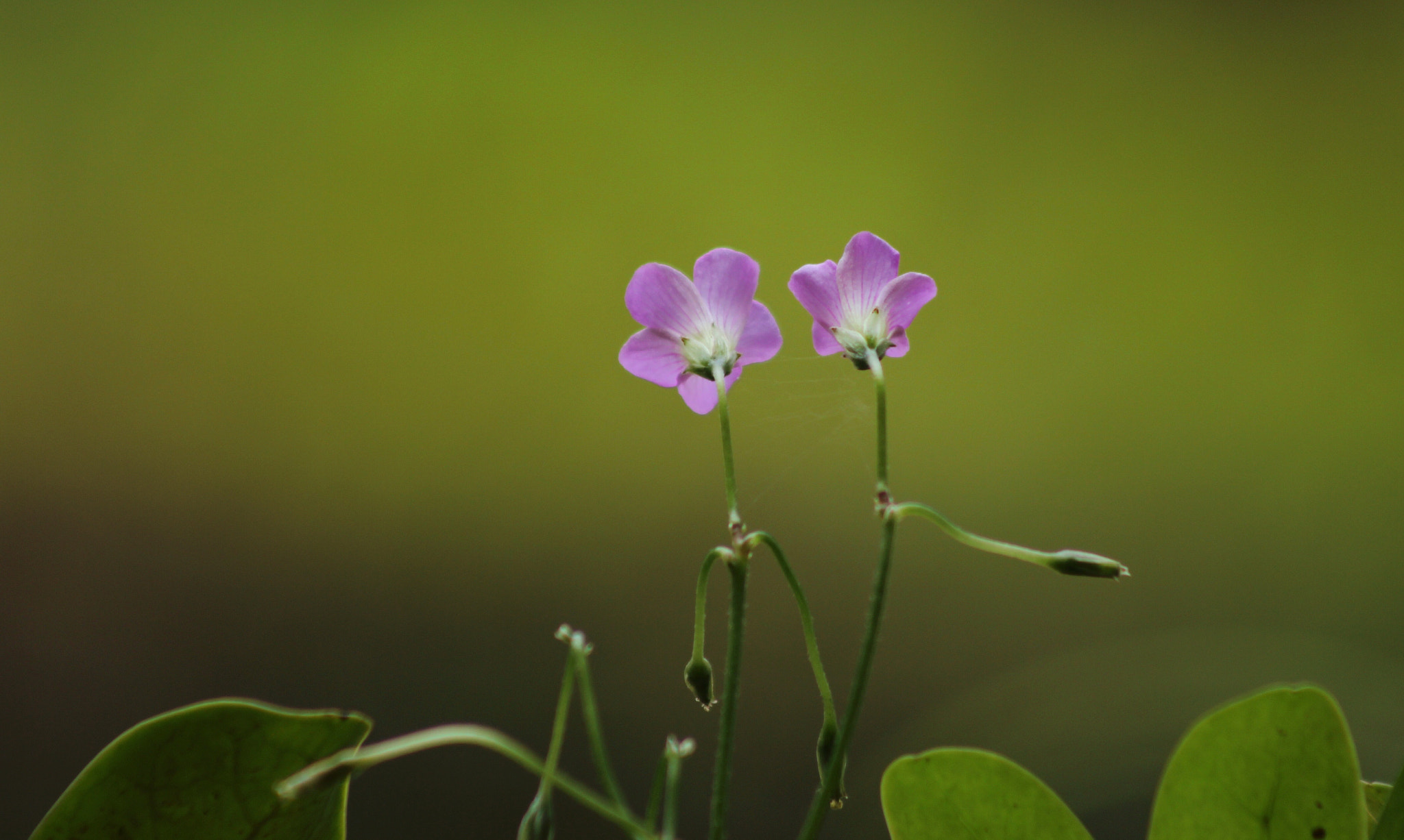 Canon EF75-300mm f/4-5.6 sample photo. 花舞 photography