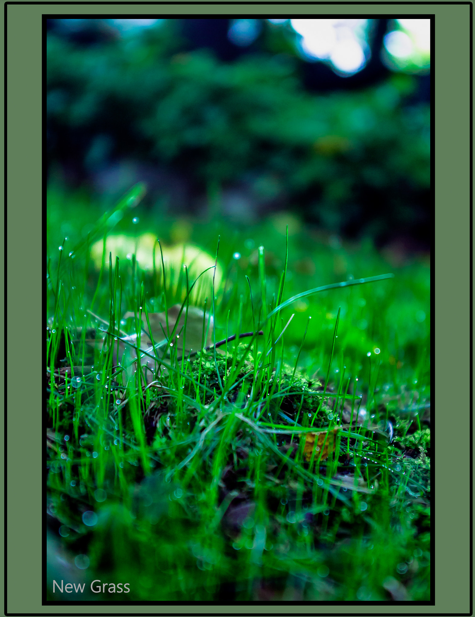Pentax K-x sample photo. New grass coming up in the backyard photography