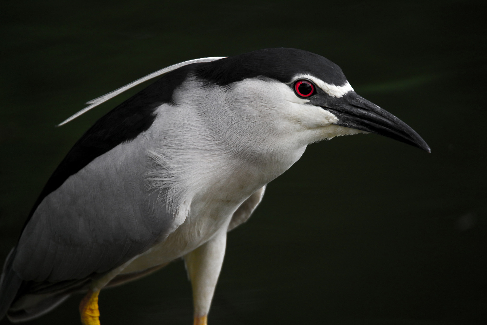 Tamron SP 150-600mm F5-6.3 Di VC USD sample photo. Red eyes photography