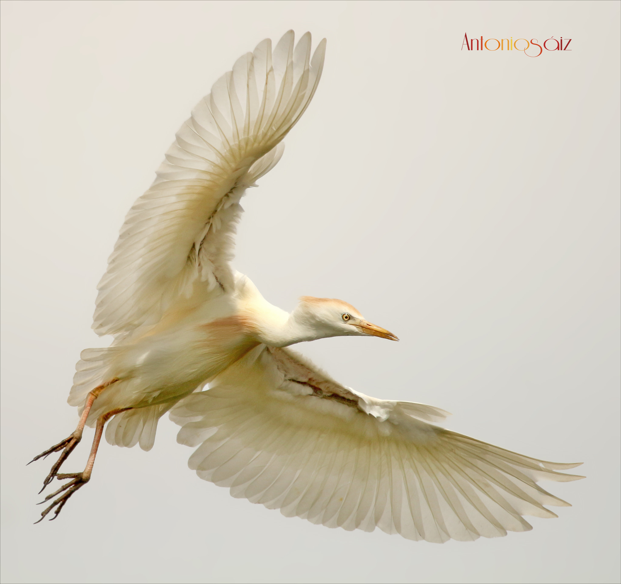 Canon EF 100-400mm F4.5-5.6L IS USM sample photo. Garcilla bueyera photography