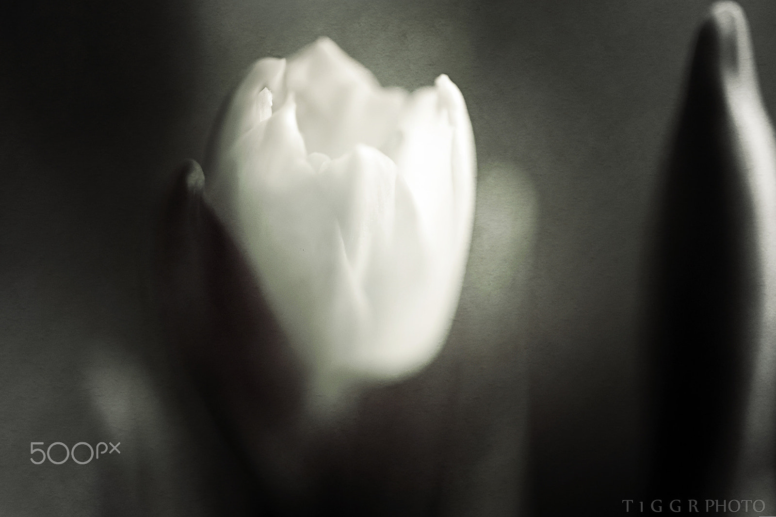 Samsung NX30 + Samsung NX 60mm F2.8 Macro ED OIS SSA sample photo. To all moms photography