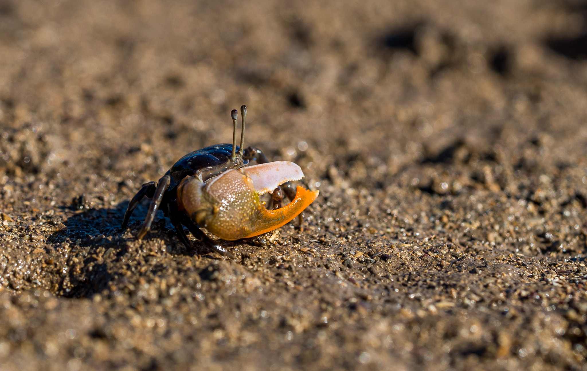 Sony a7S sample photo. Crab photography