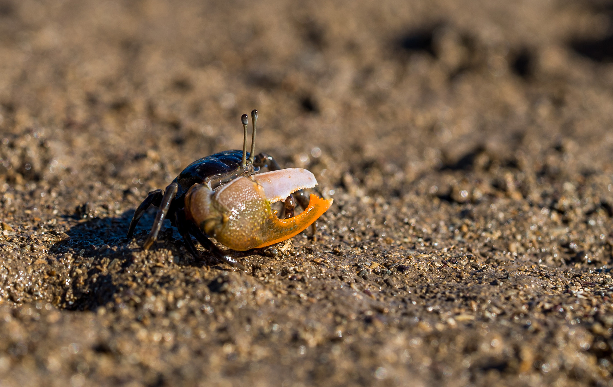 Sony a7S + Sony FE 90mm F2.8 Macro G OSS sample photo. Crab photography