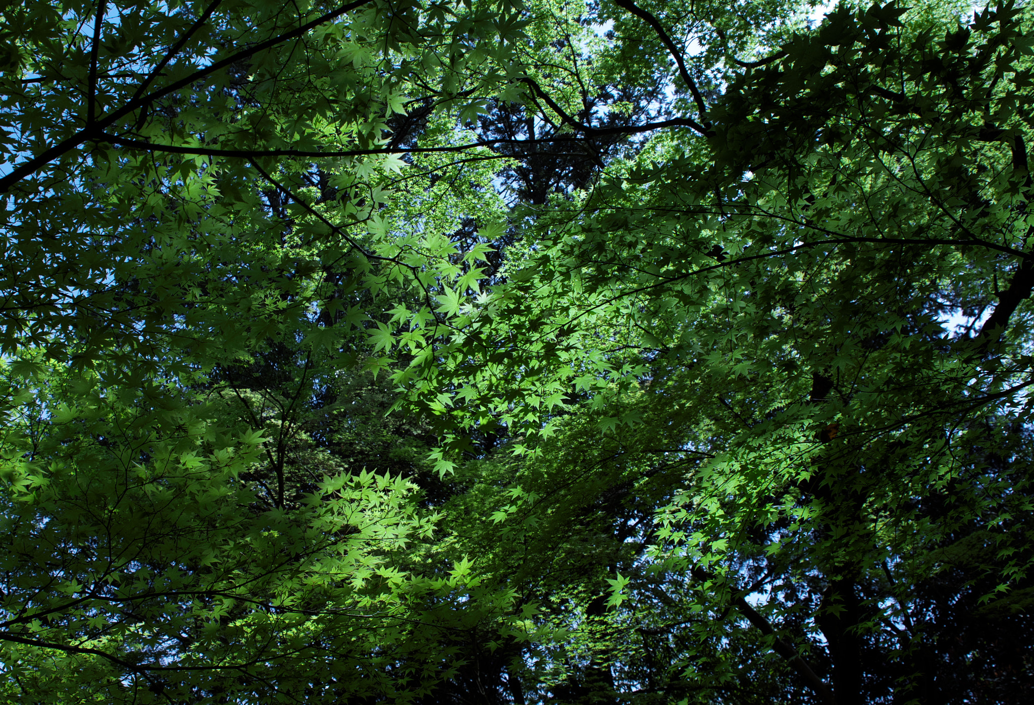 Sony a7R + 24-70mm F2.8 sample photo. Dsc01416.jpg photography