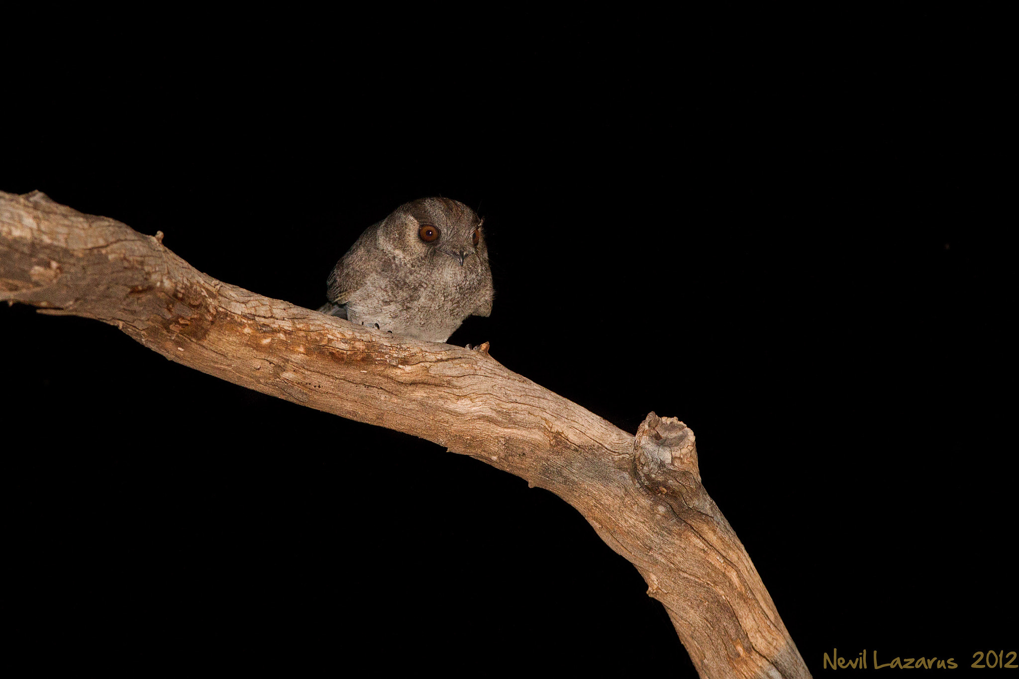 Canon EF 300mm F2.8L IS USM sample photo. Owlet nightjar photography