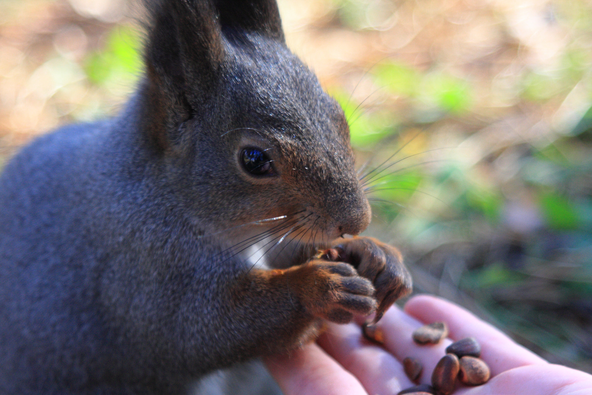Canon EF 28-105mm f/3.5-4.5 USM sample photo. Trustful squirrel photography