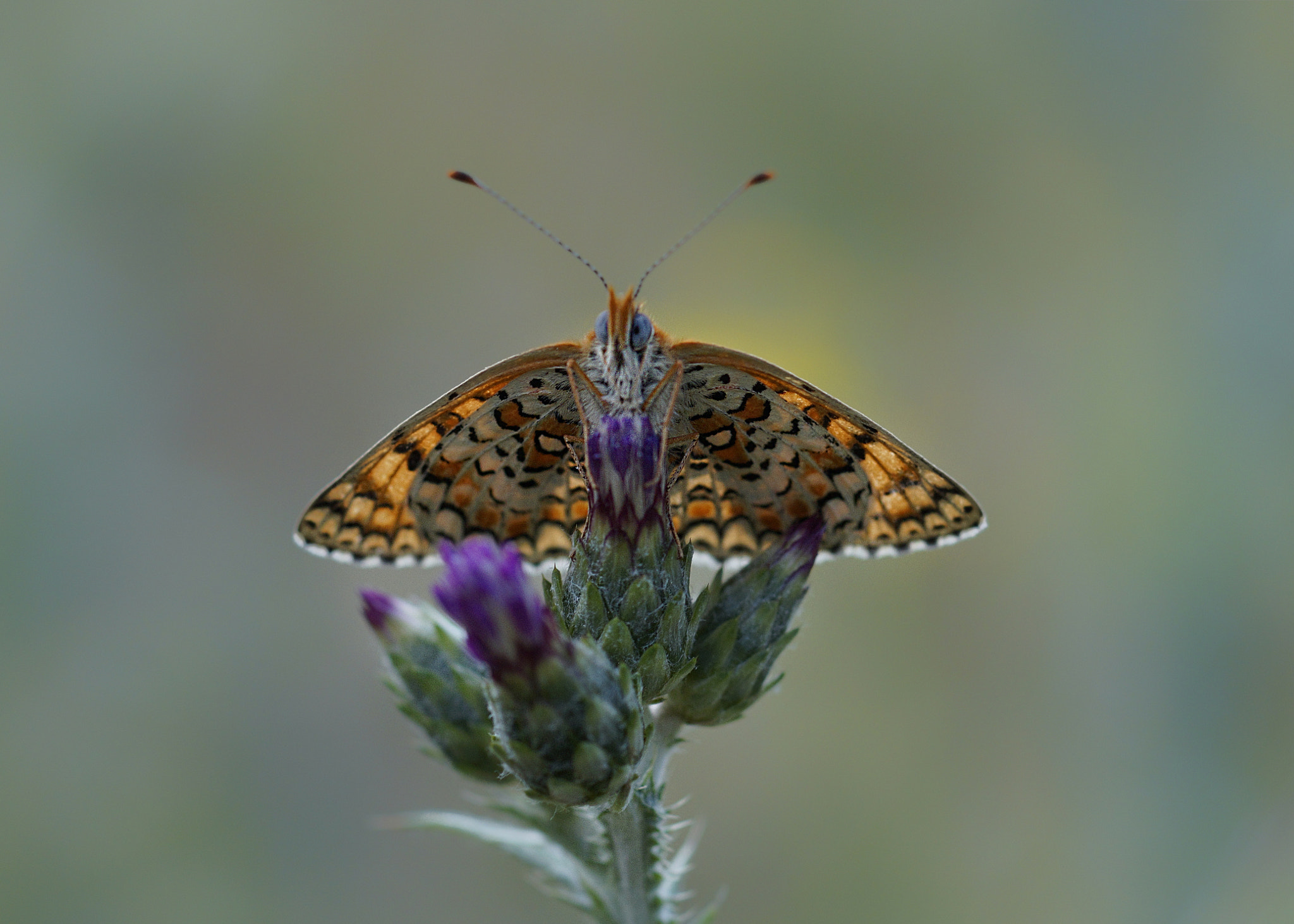 Sony a99 II + Tamron SP AF 90mm F2.8 Di Macro sample photo