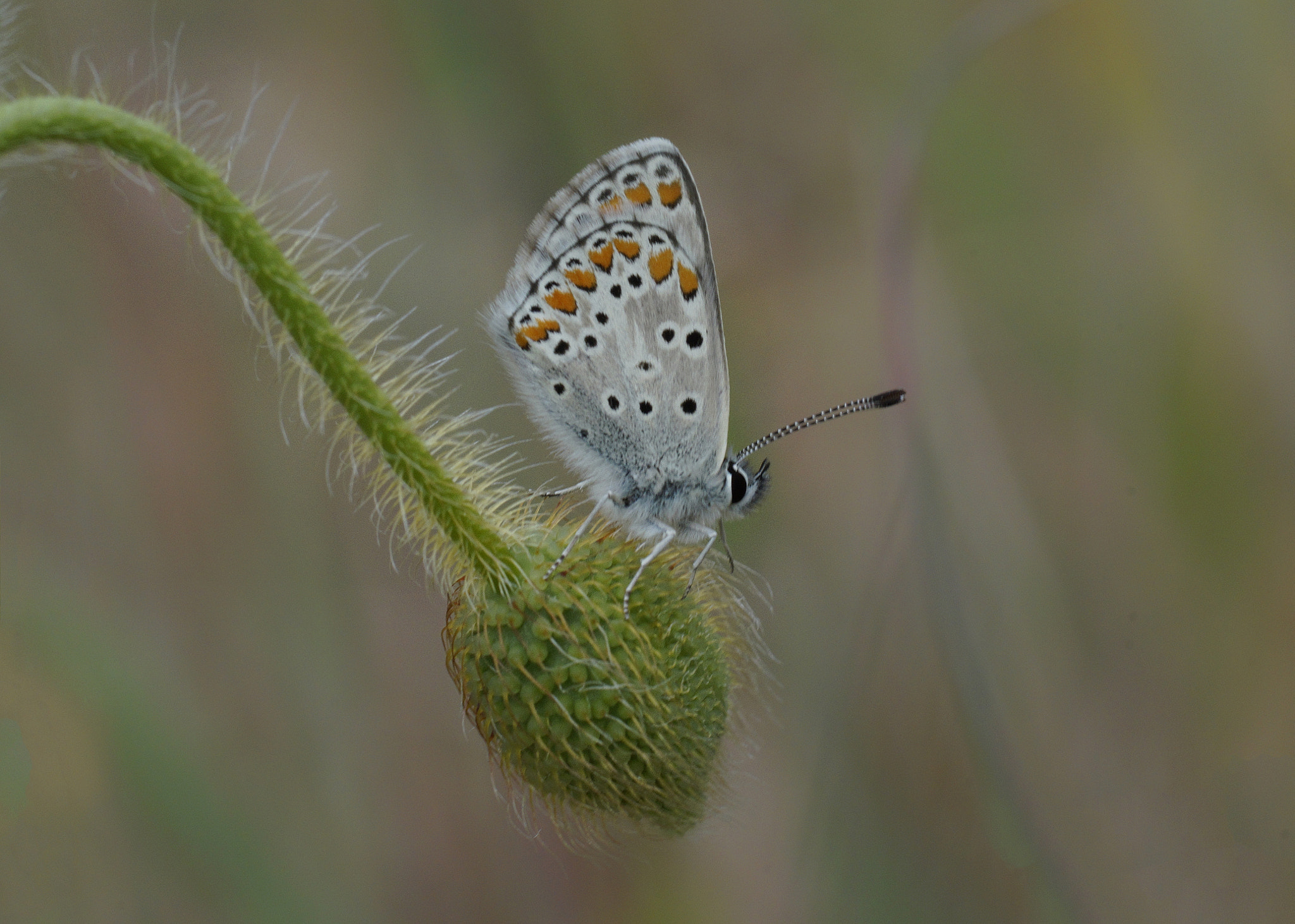 Sony a99 II + Tamron SP AF 90mm F2.8 Di Macro sample photo