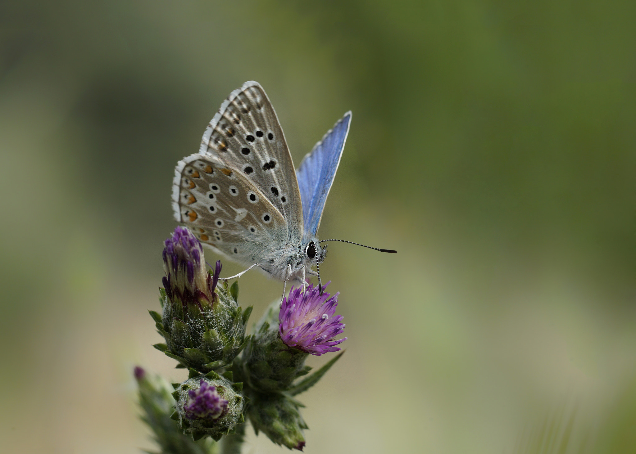 Sony a99 II + Tamron SP AF 90mm F2.8 Di Macro sample photo