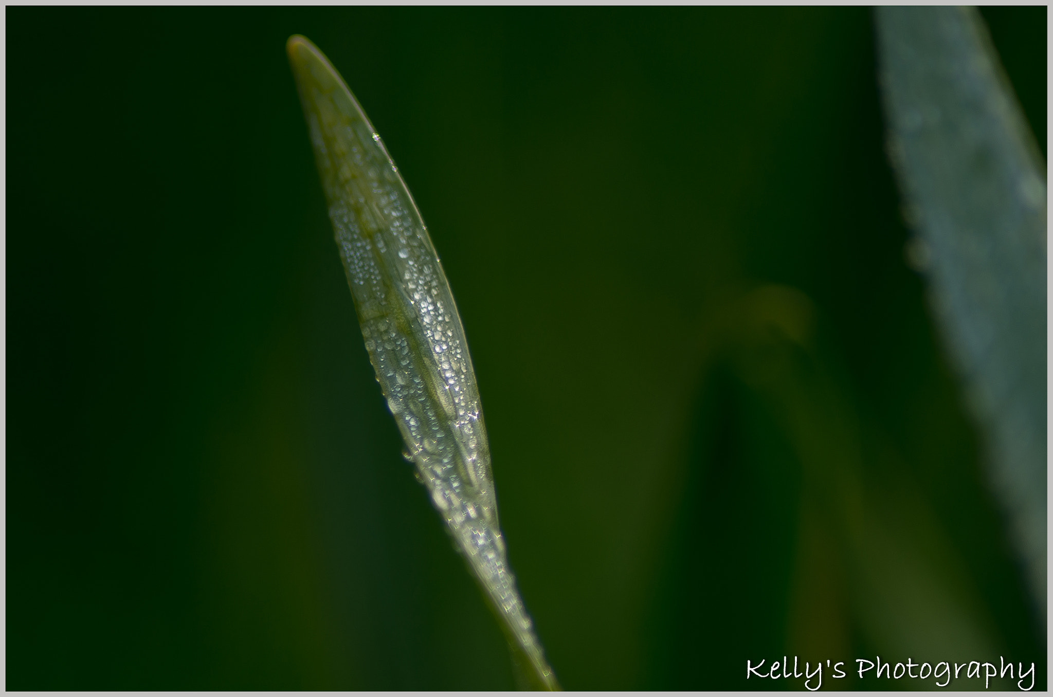 Tamron AF 70-300mm F4-5.6 Di LD Macro sample photo. Waterdrop leaf photography