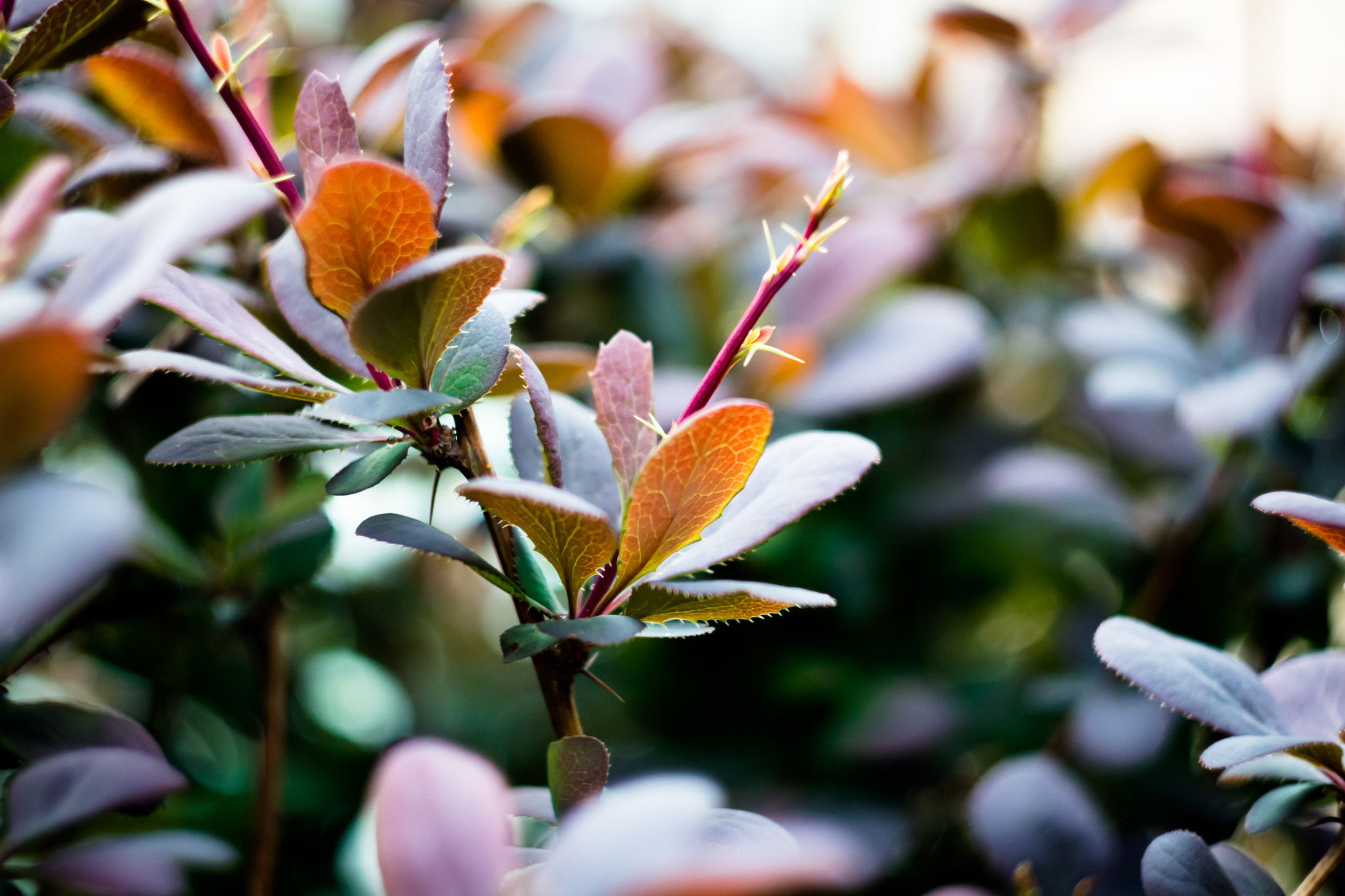 Sony SLT-A77 + Minolta AF 50mm F1.7 sample photo. :d photography
