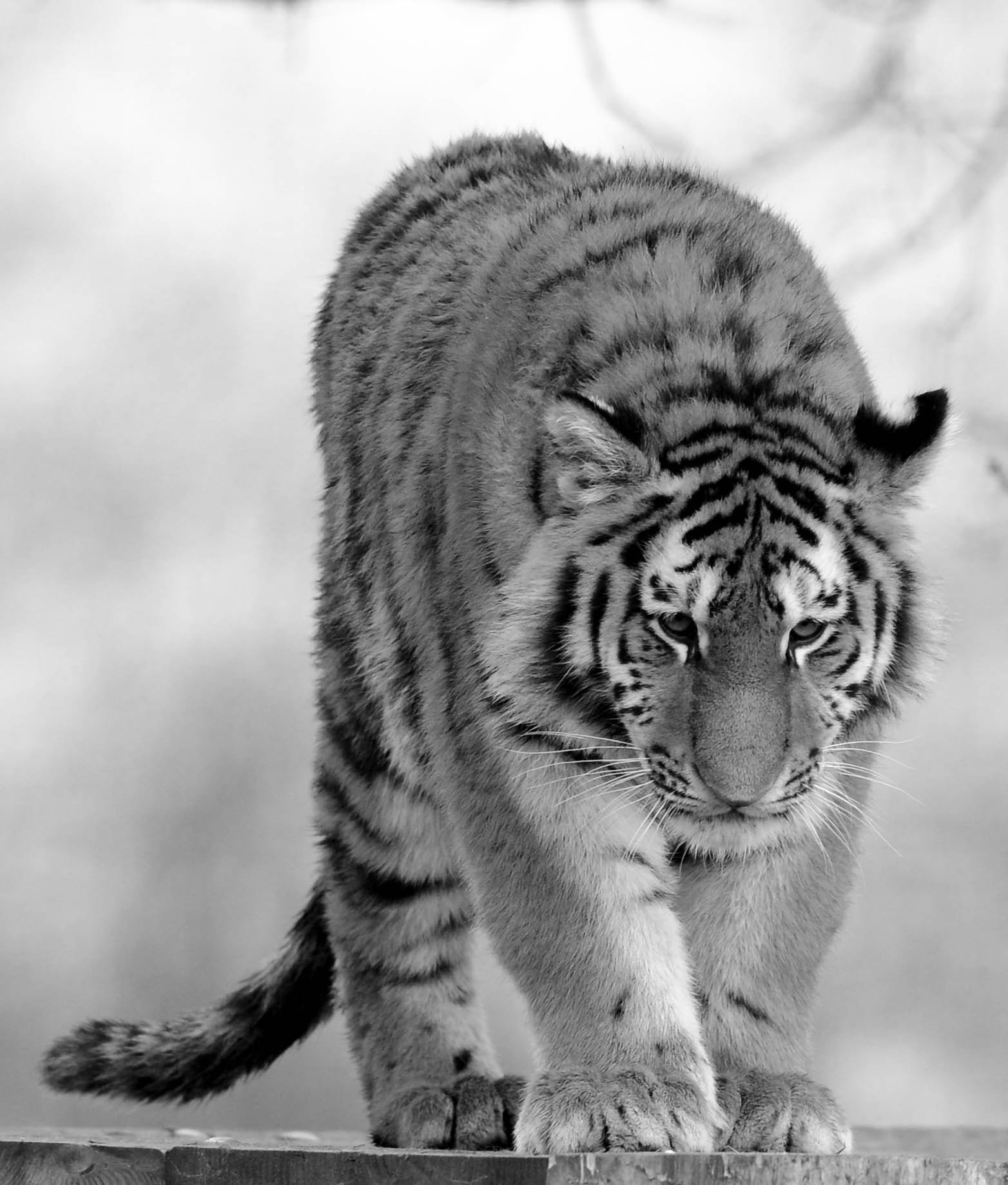 Nikon AF-S Nikkor 400mm F2.8D ED-IF II sample photo. Tiger in black &white photography