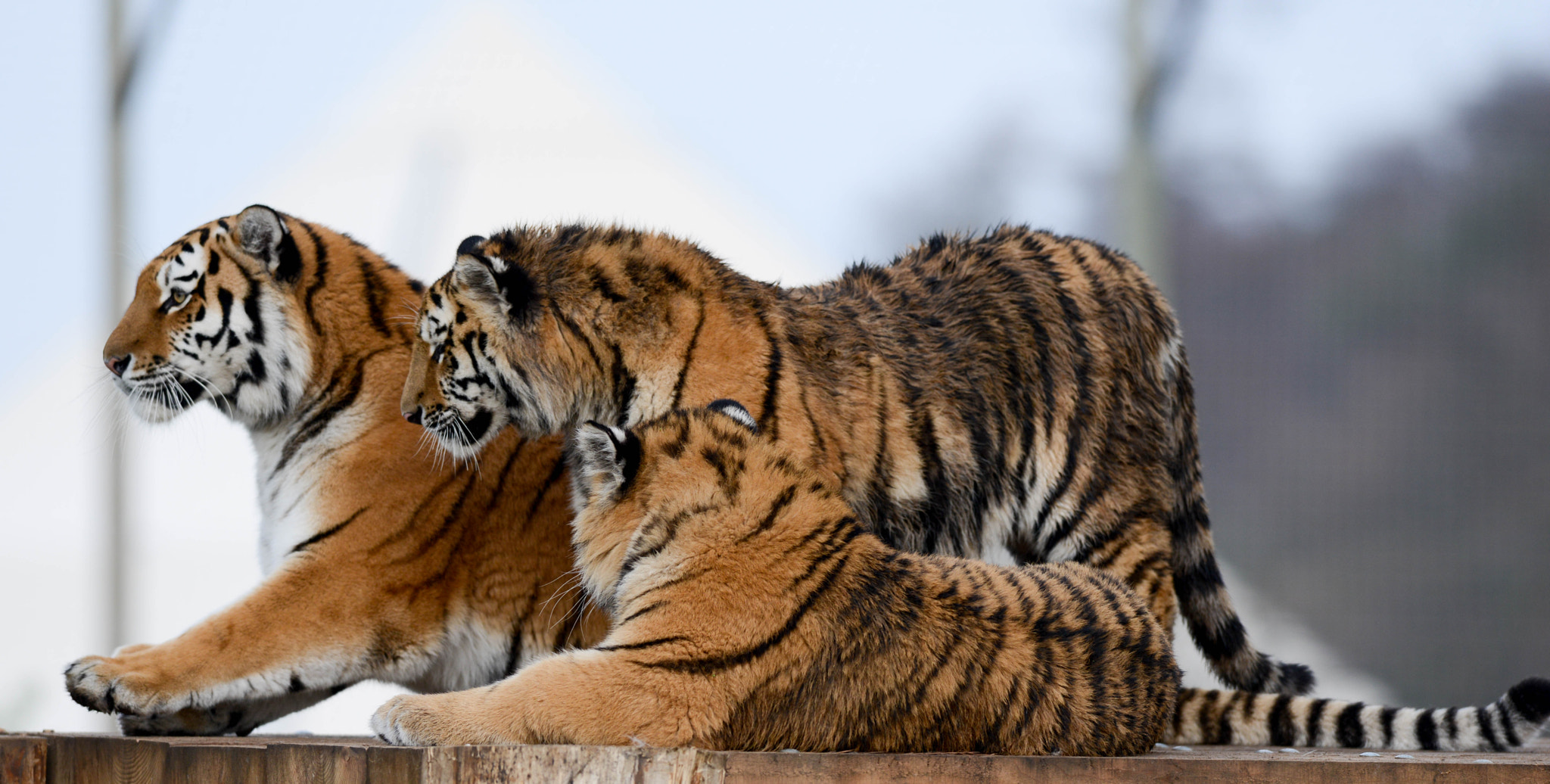 Nikon AF-S Nikkor 400mm F2.8D ED-IF II sample photo. Tigers on lookout photography