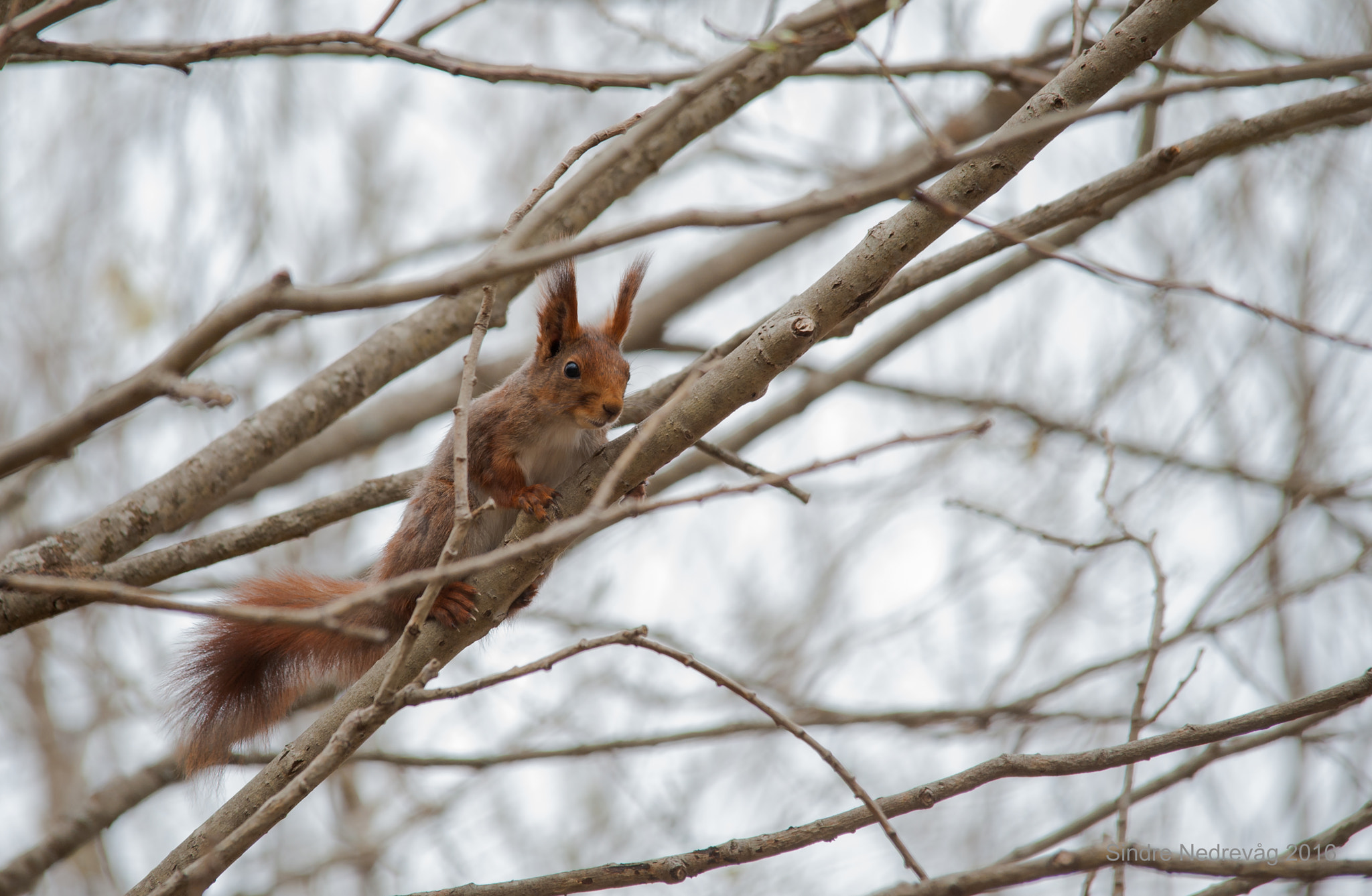 Sigma 150-500mm F5-6.3 DG OS HSM sample photo. My first squirrel photography