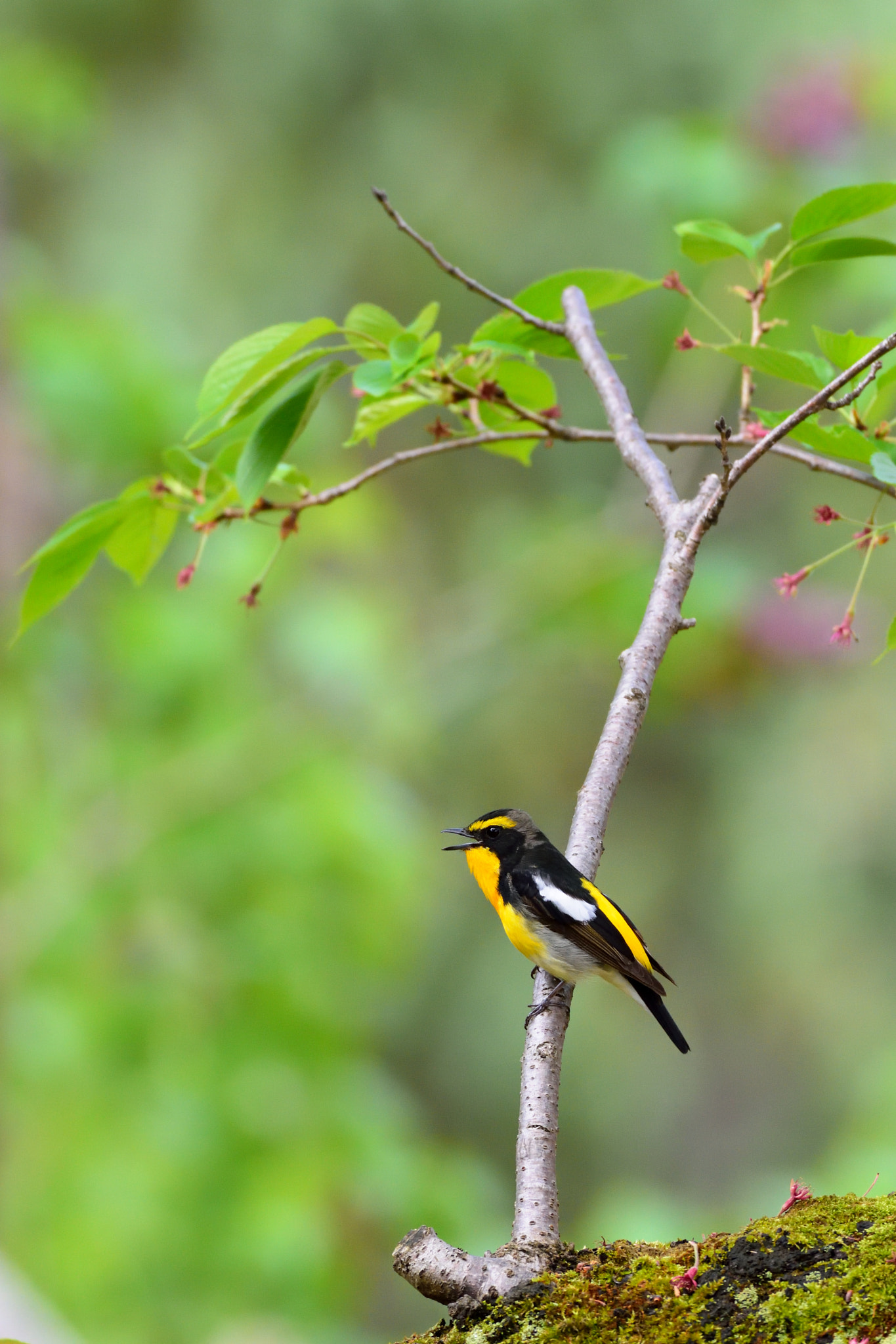 Nikon D7200 + Sigma 500mm F4.5 EX DG HSM sample photo. Sing in the spring photography