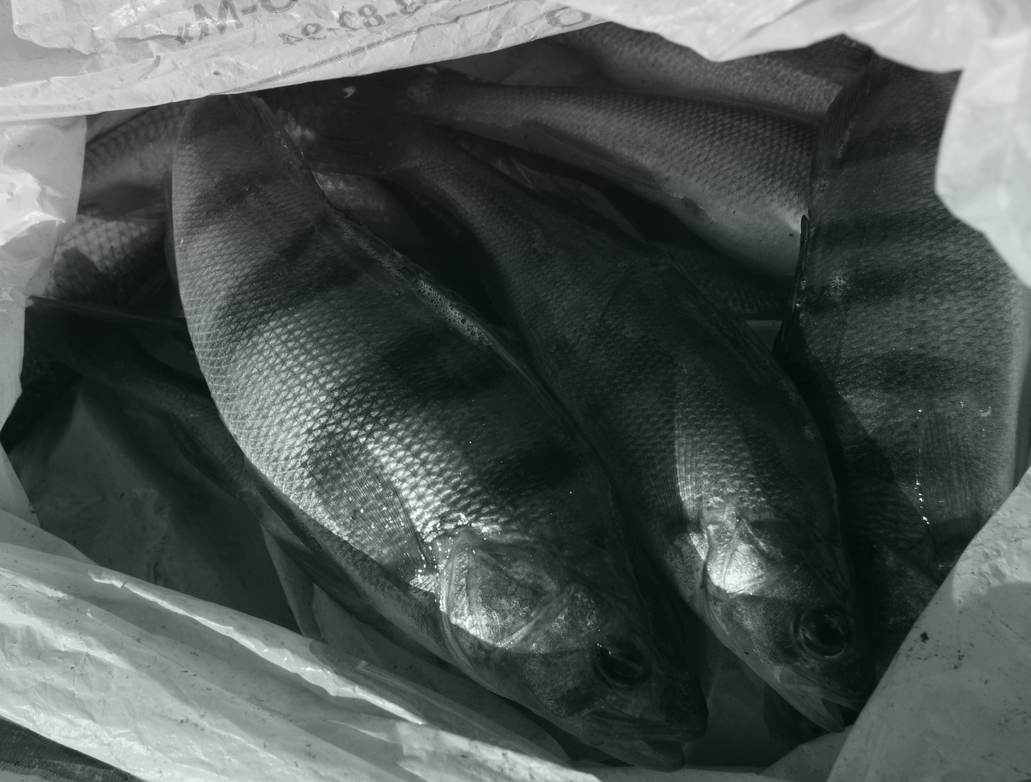 Canon EOS 600D (Rebel EOS T3i / EOS Kiss X5) sample photo. Fish photography