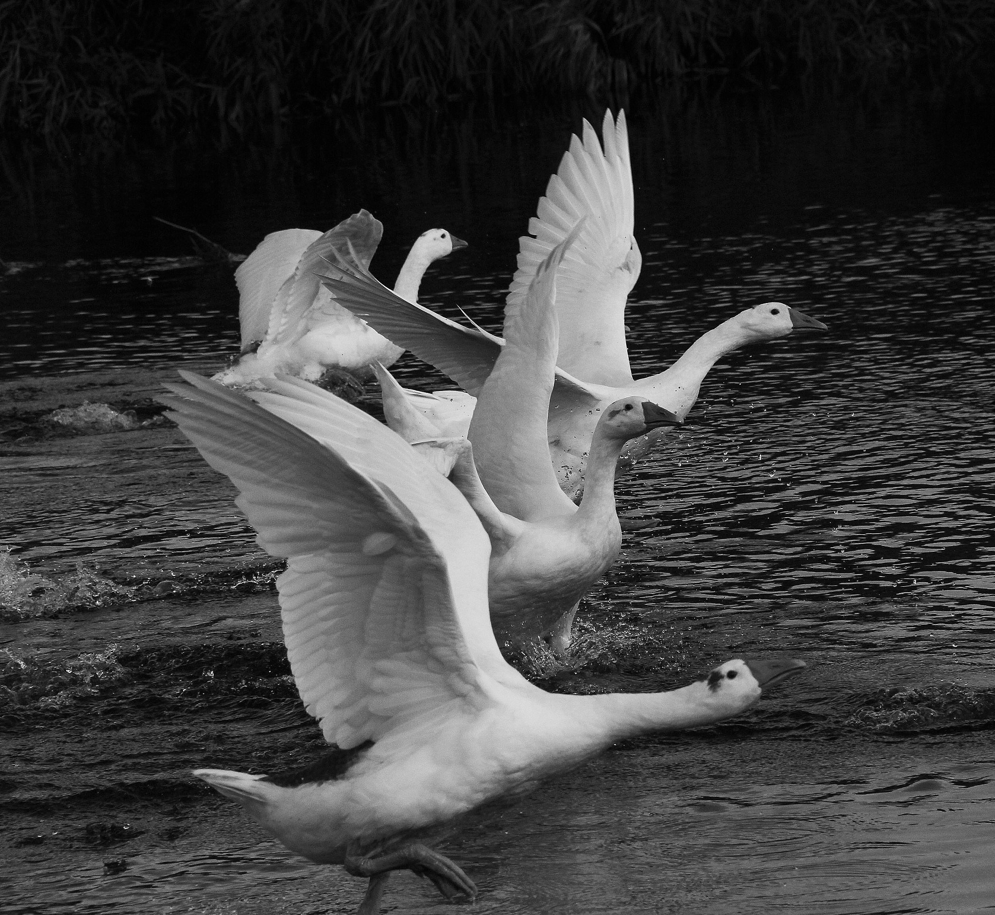 Canon EOS 600D (Rebel EOS T3i / EOS Kiss X5) sample photo. Geese photography